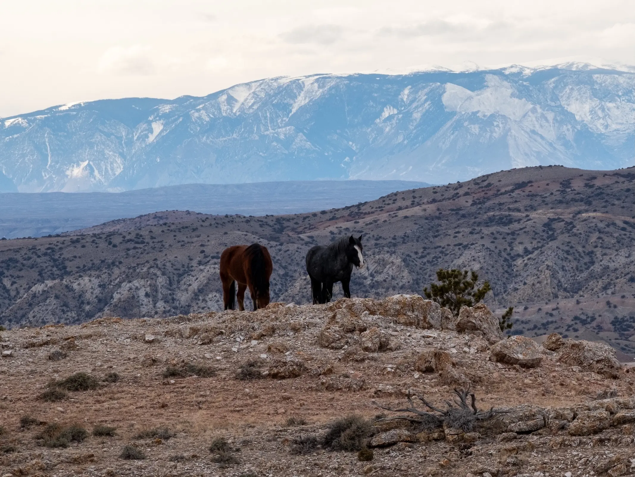 Pryor Mountain Mustang