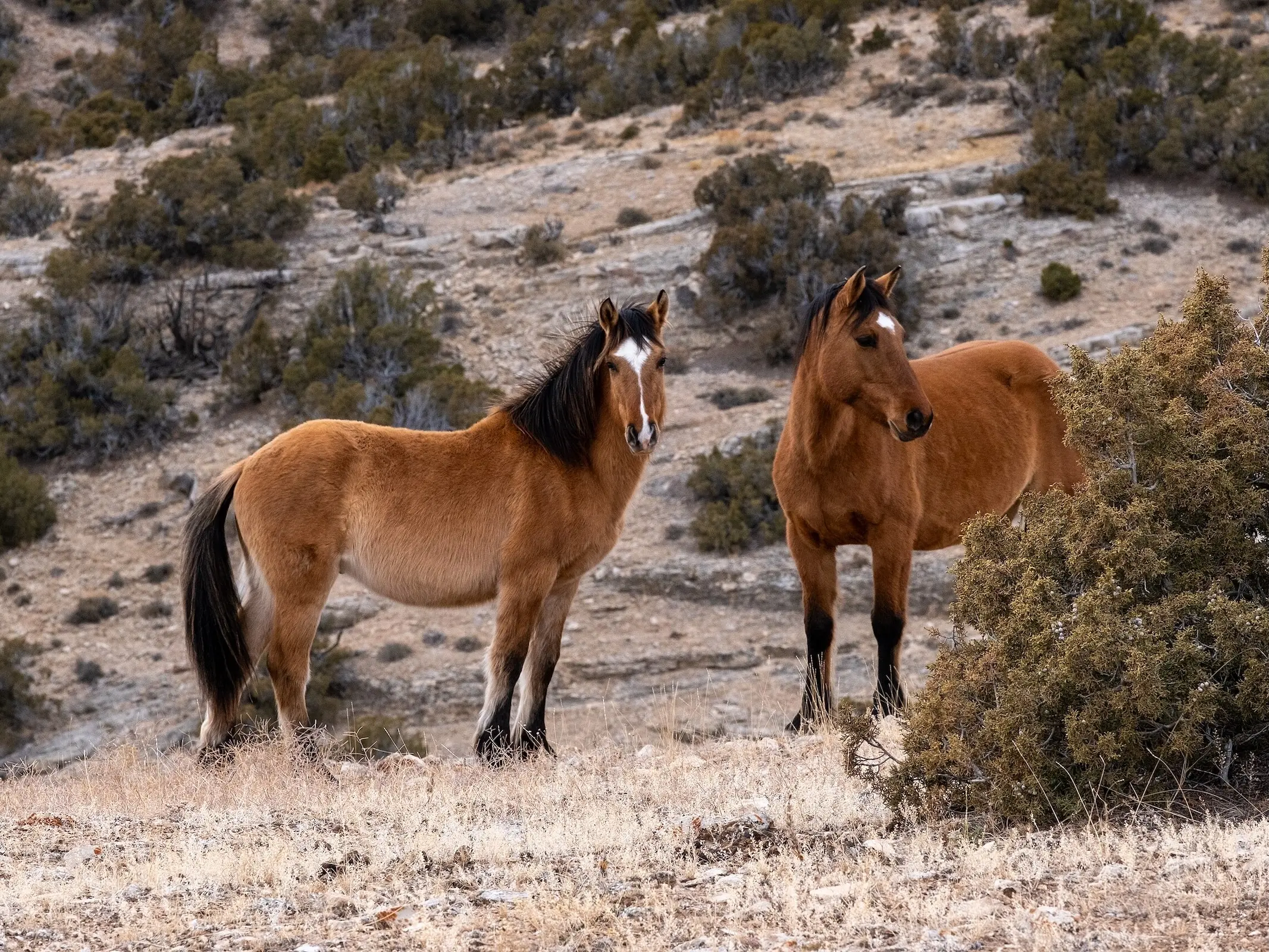 Pryor Mountain Mustang
