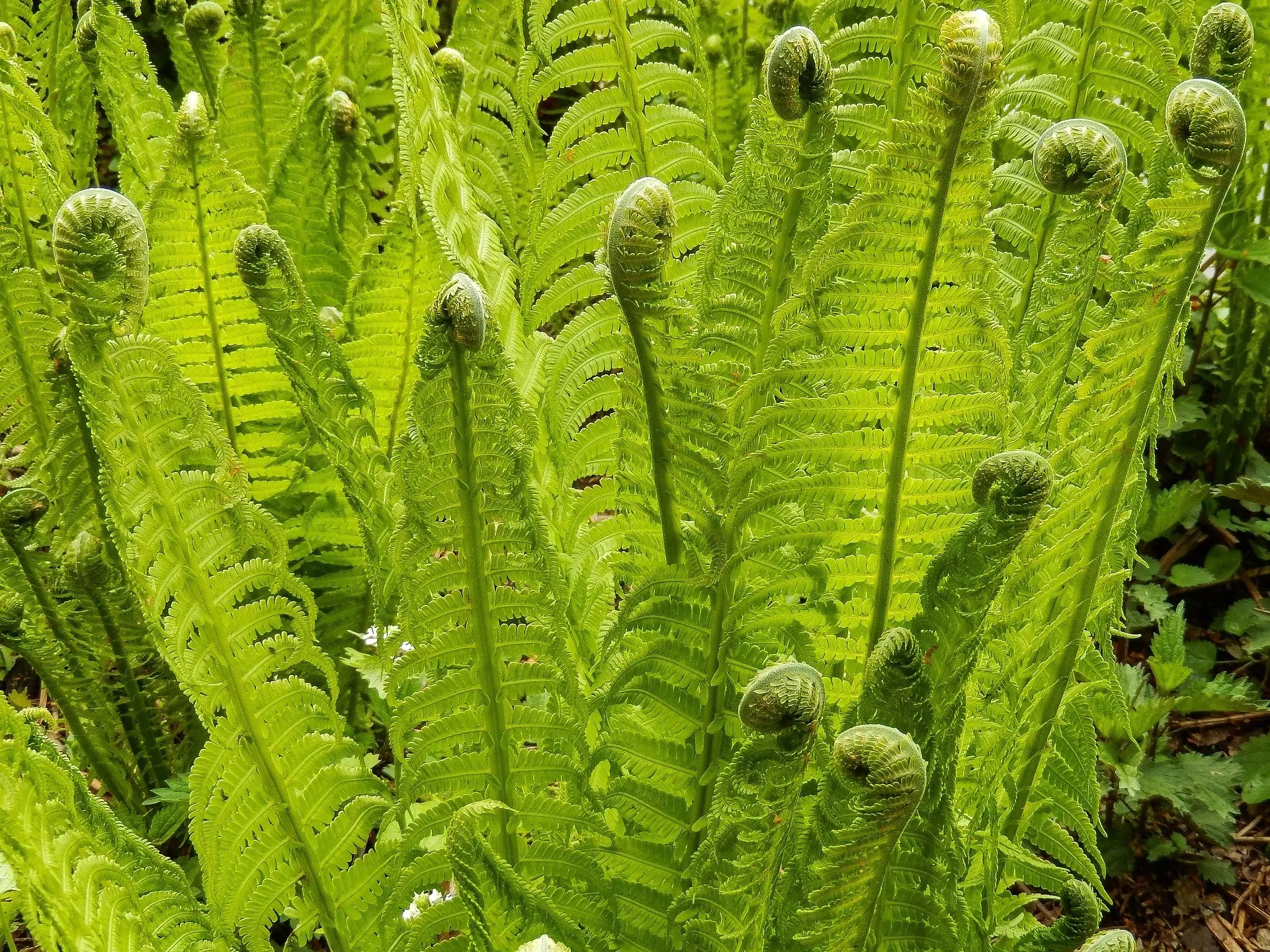 Bracken Fern