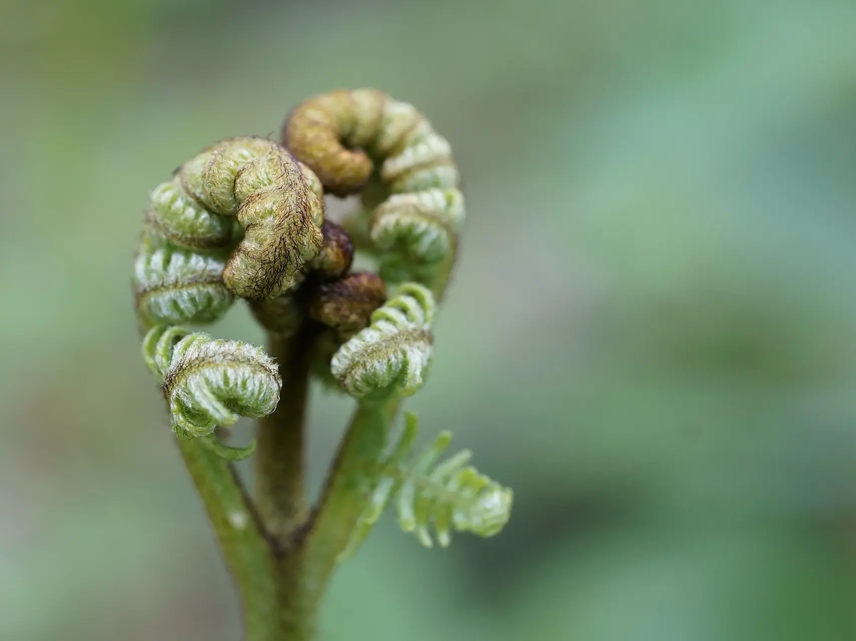 Bracken Fern