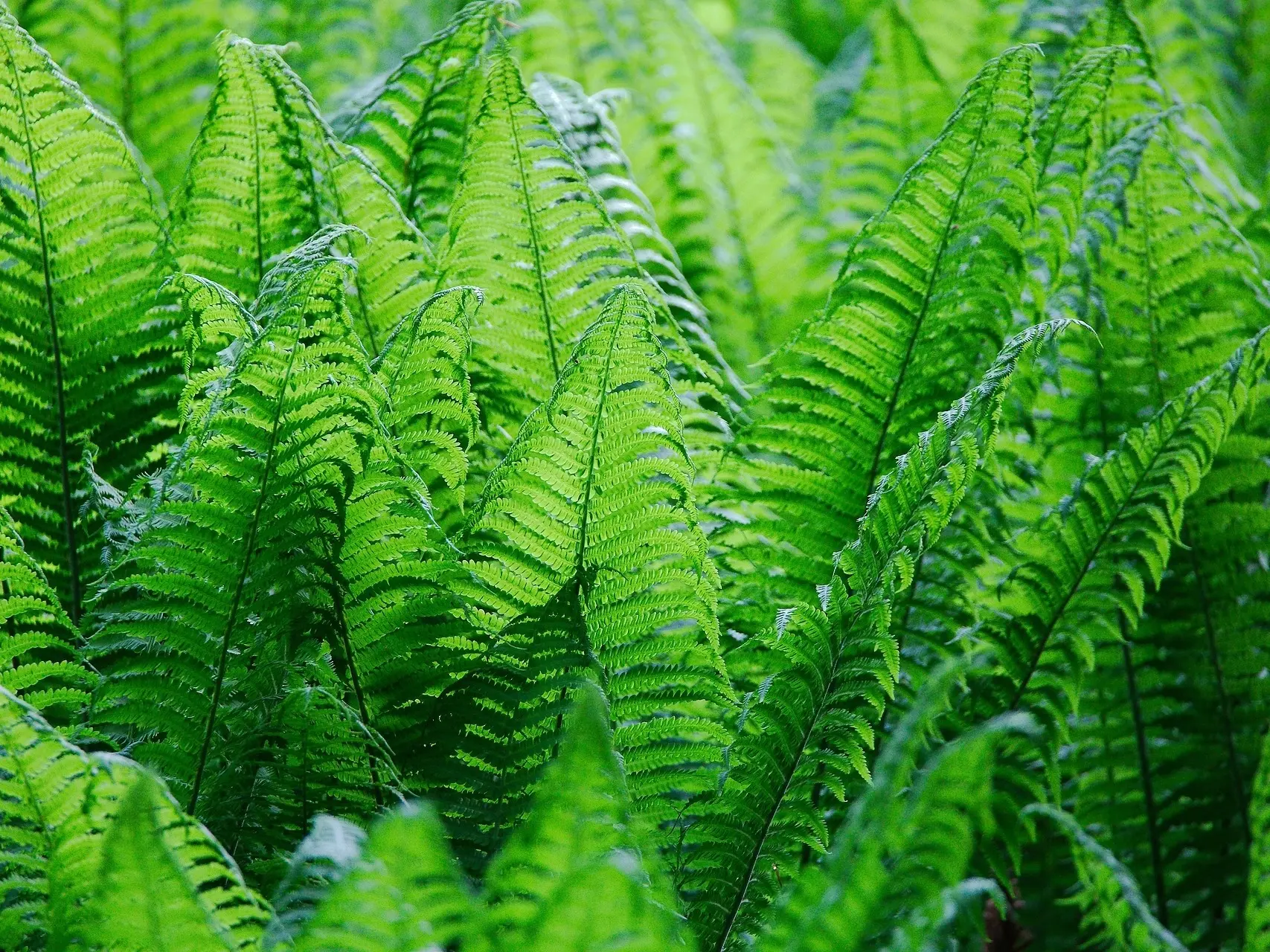 Bracken Fern