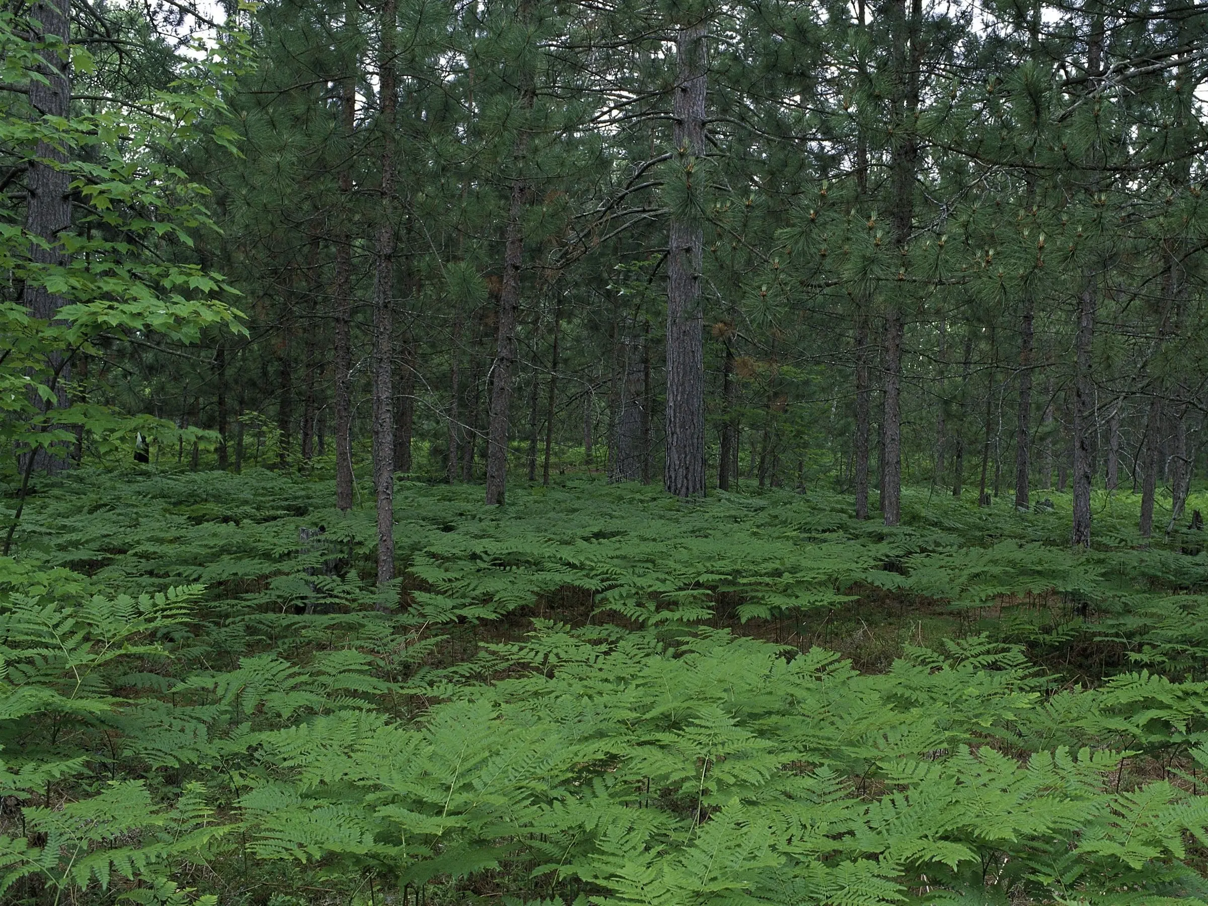 Bracken Fern