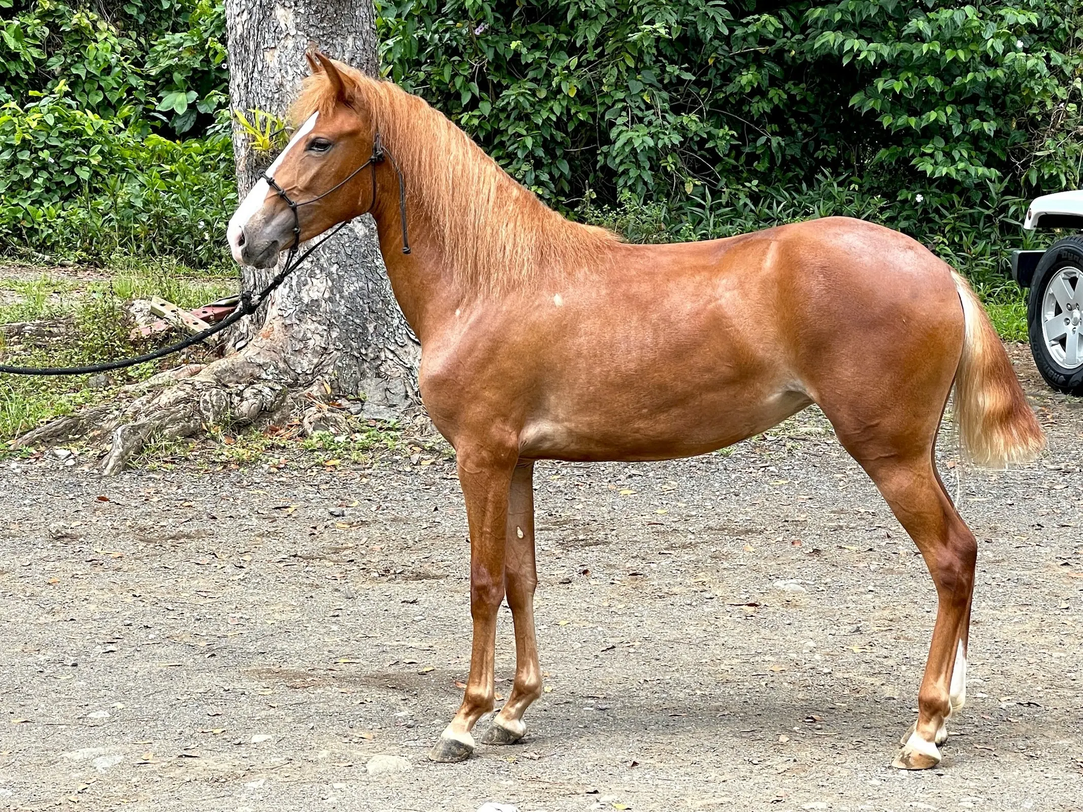 Puerto Rican Paso Fino Horse