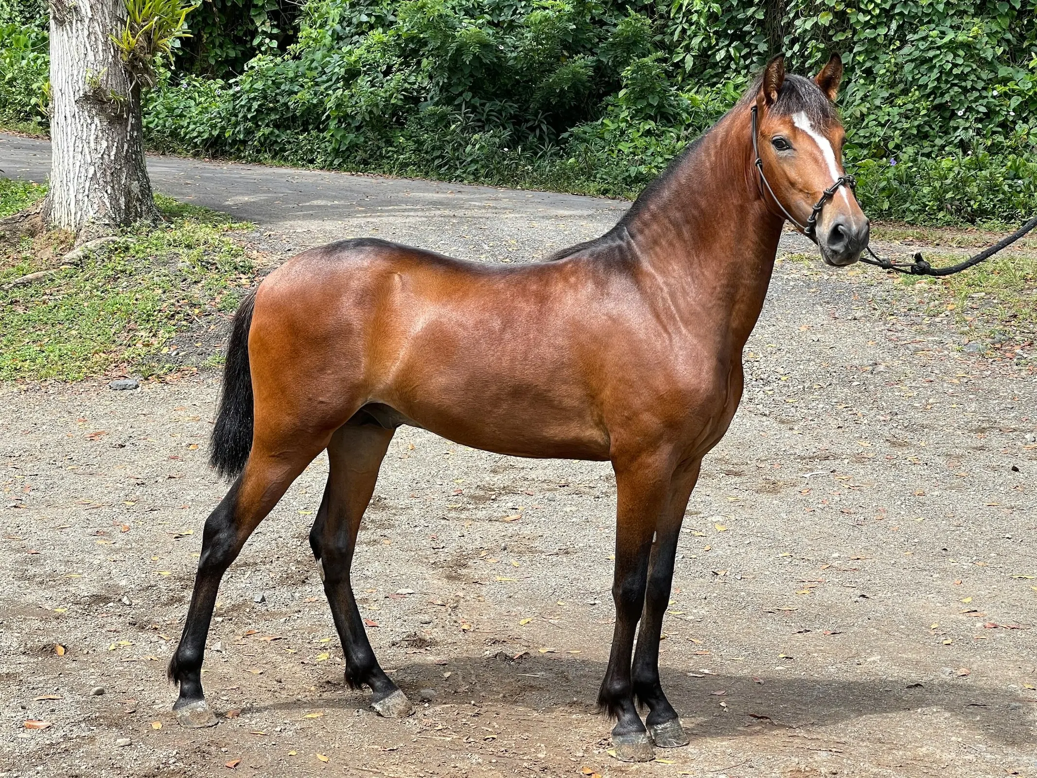 Puerto Rican Paso Fino Horse