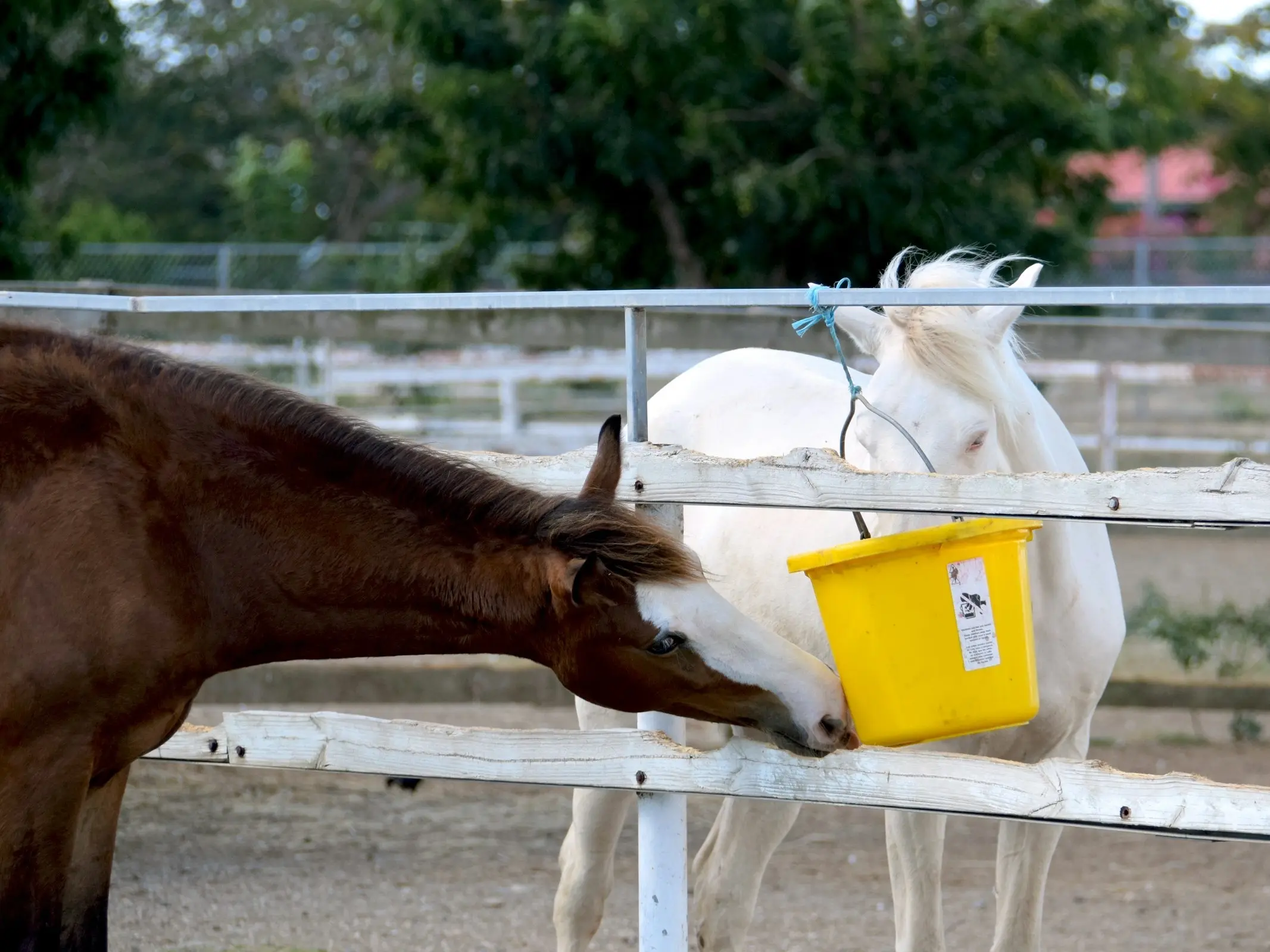 Puerto Rican Paso Fino Horse