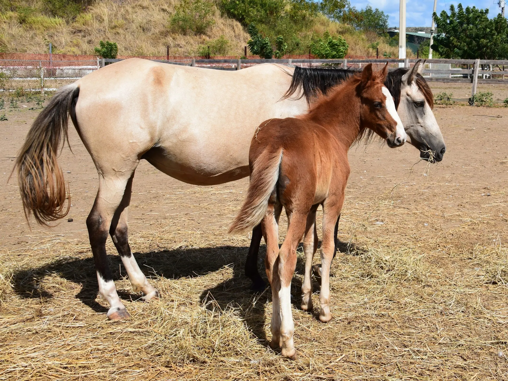 Puerto Rican Paso Fino Horse