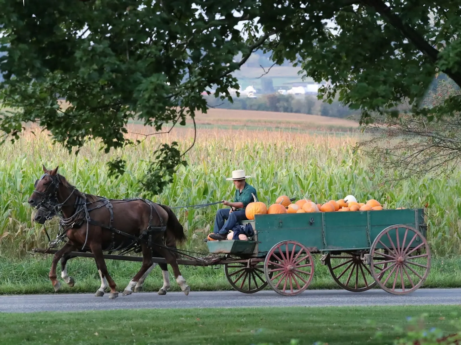 Team of horses pulling a wagon full of pumpkins