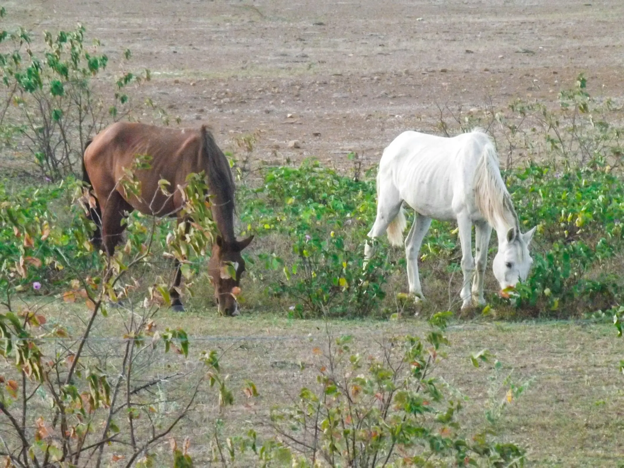 Puruca Horse