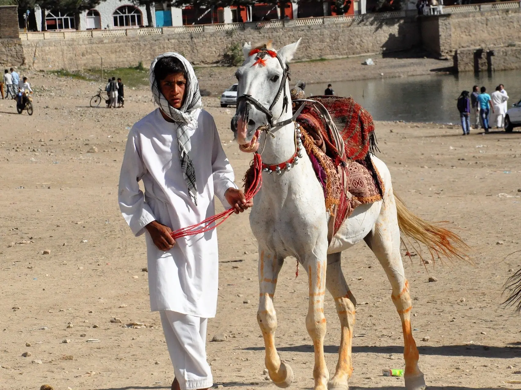 Qatgani Horse