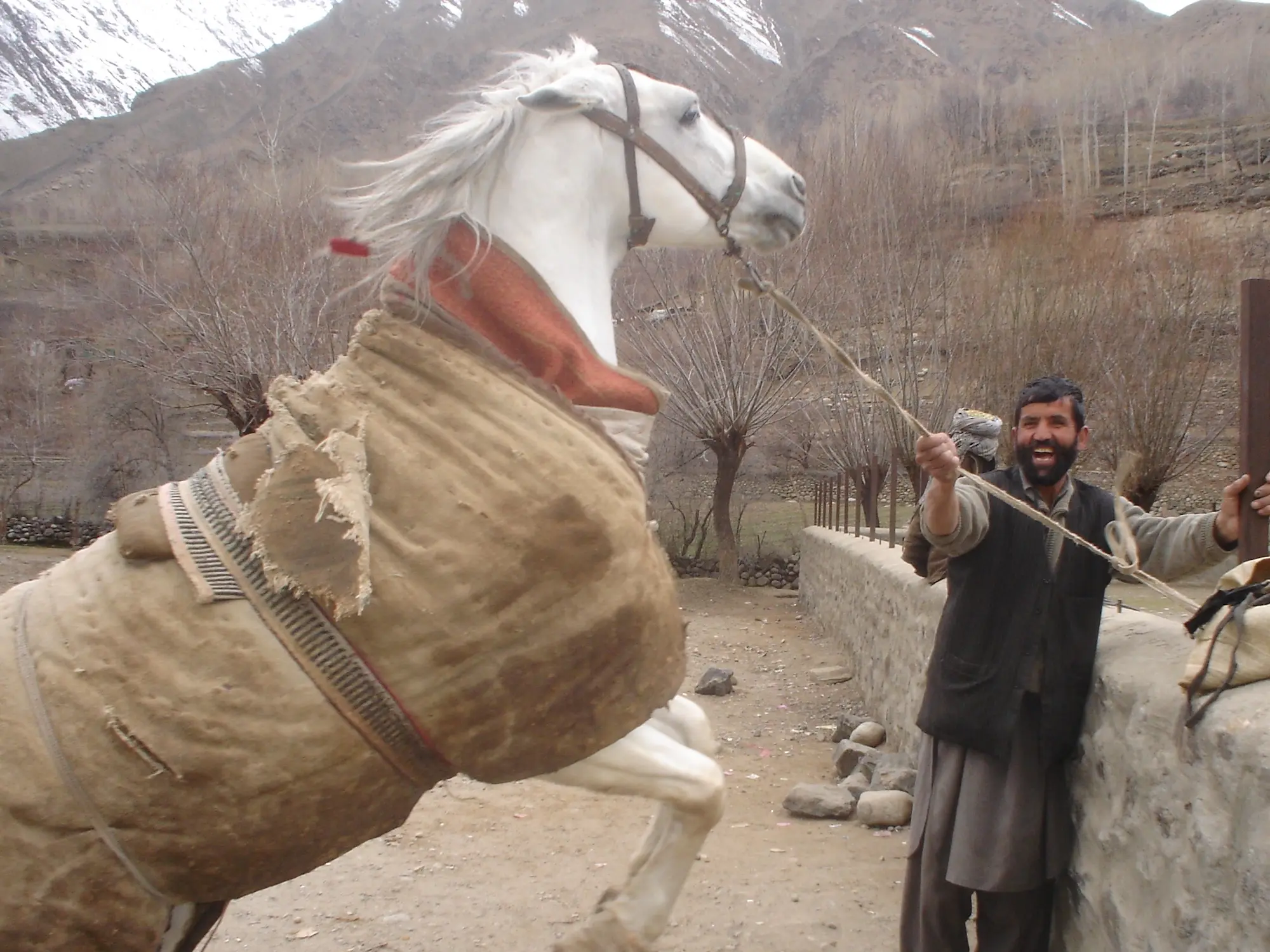 Qazal Horse