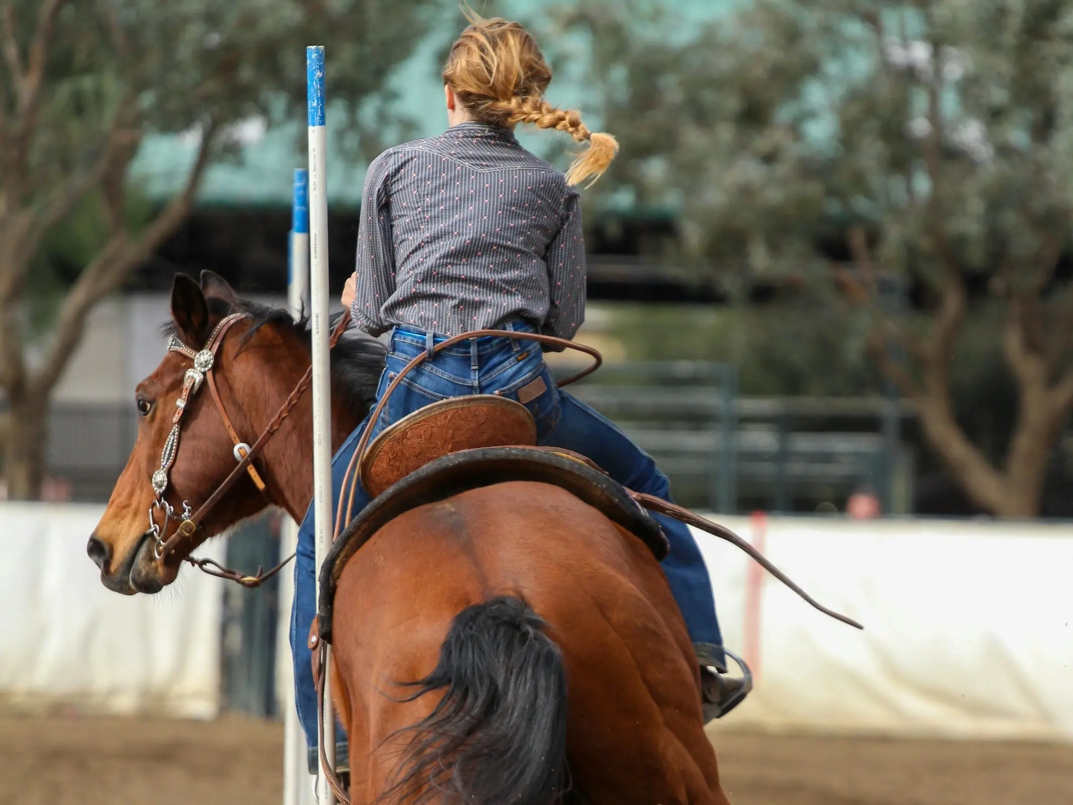 Quarter Horse