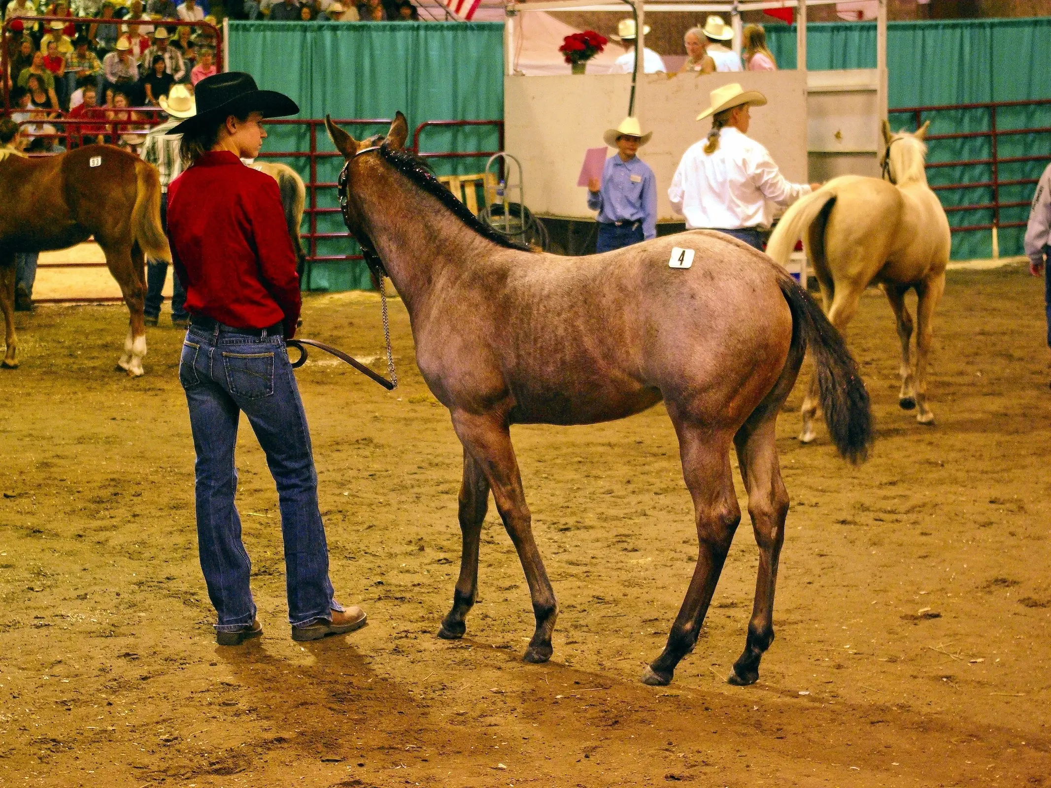 Quarter Horse halter type