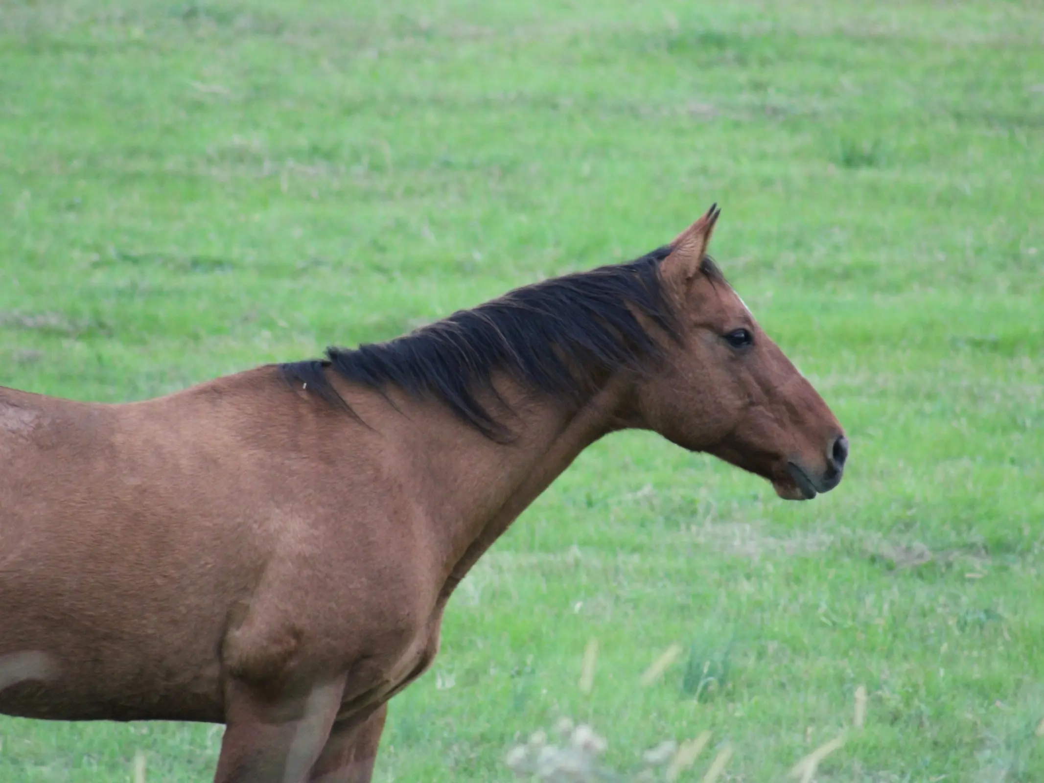 Quarter Horse hunter type