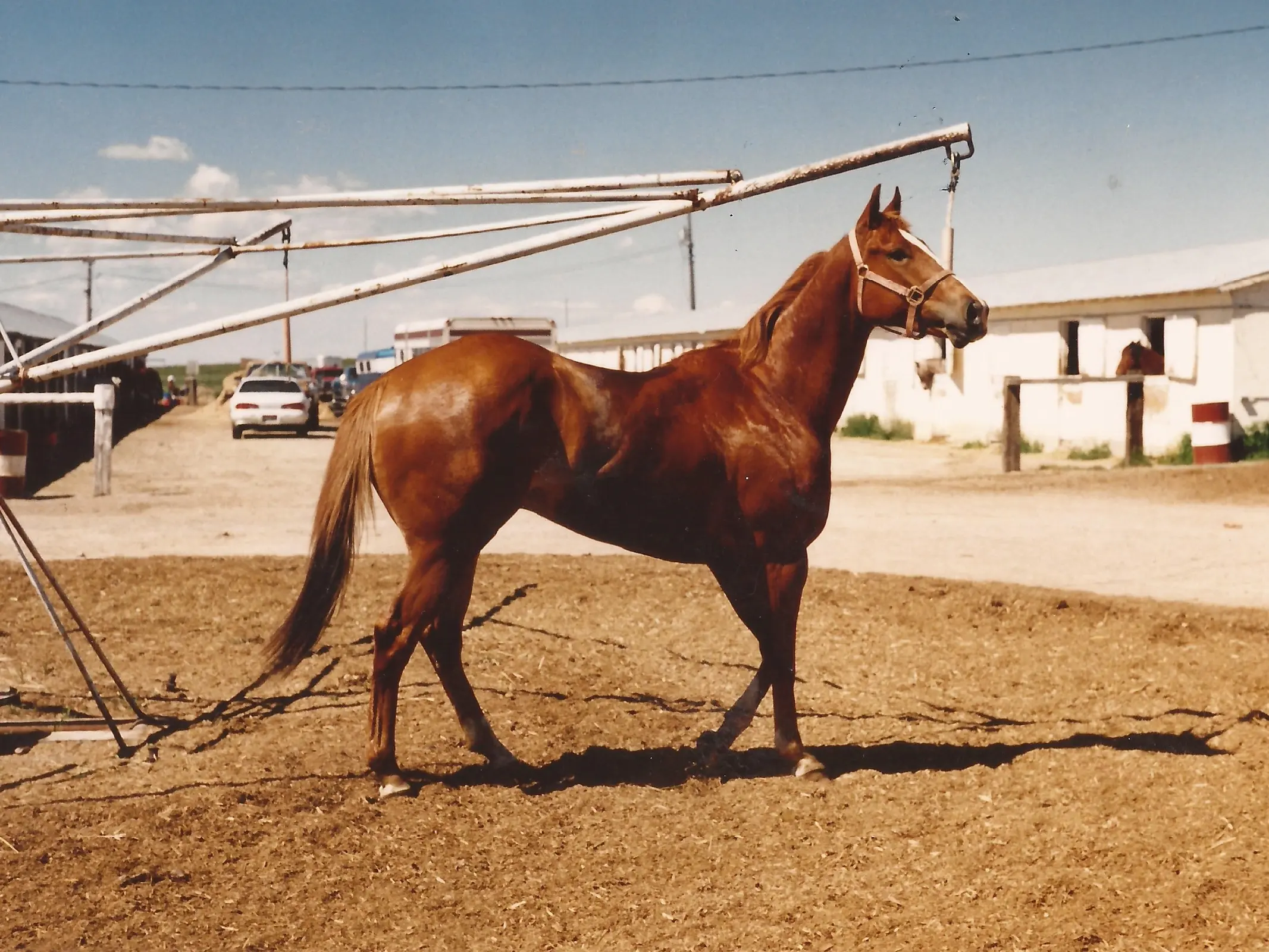 Quarter Horse racing type