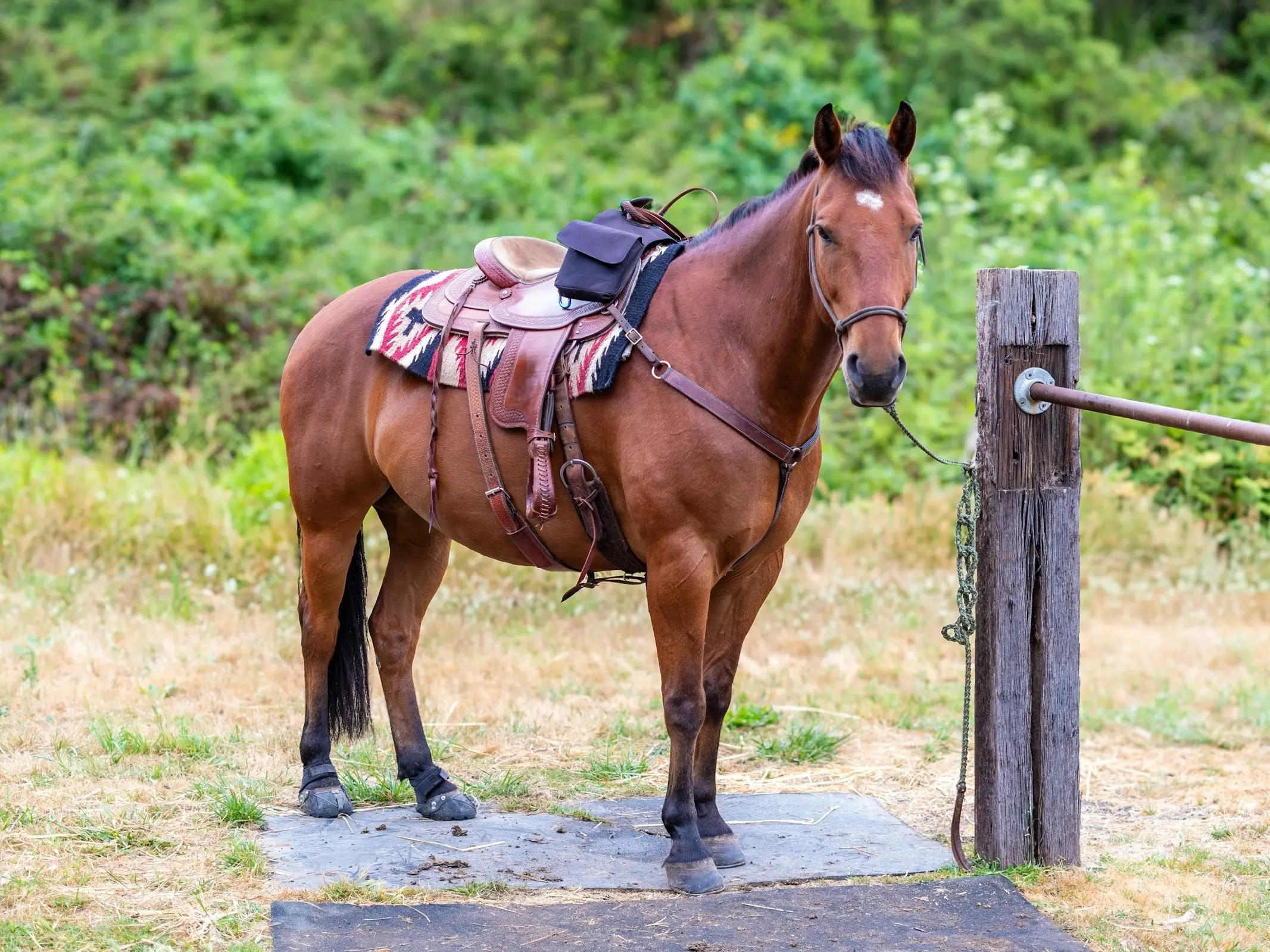 Quarter Horse stock type