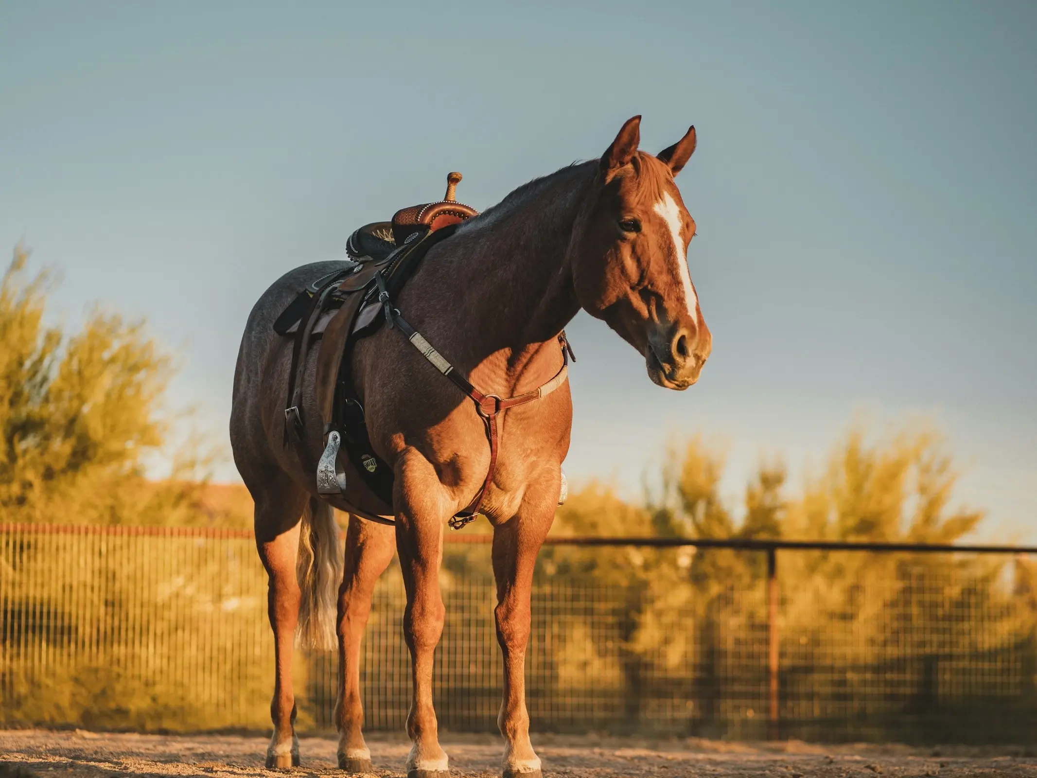 Quarter Horse stock type