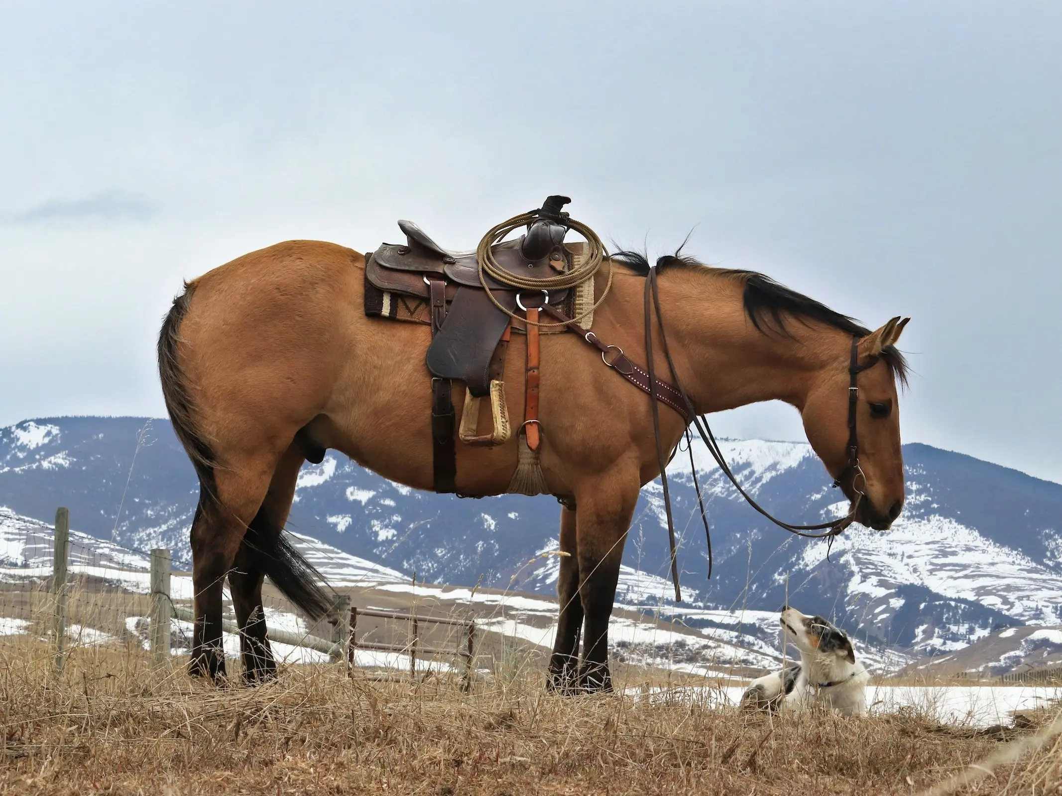 Quarter Horse stock type