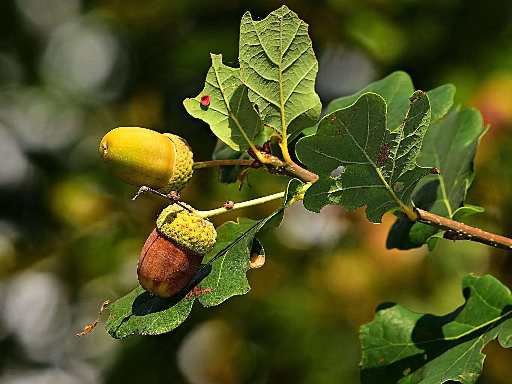 White Oak Tree