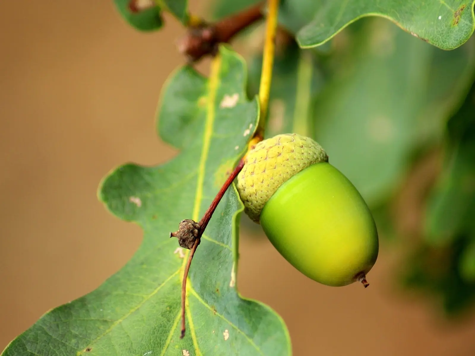 Oak Tree