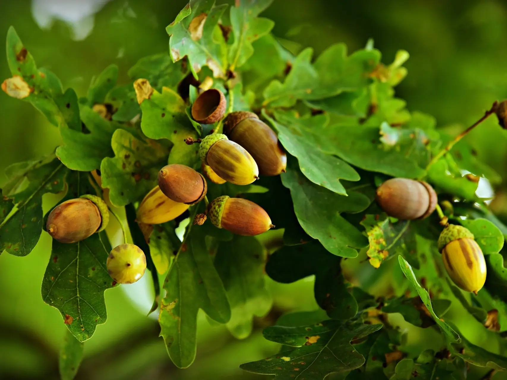 Oak Tree