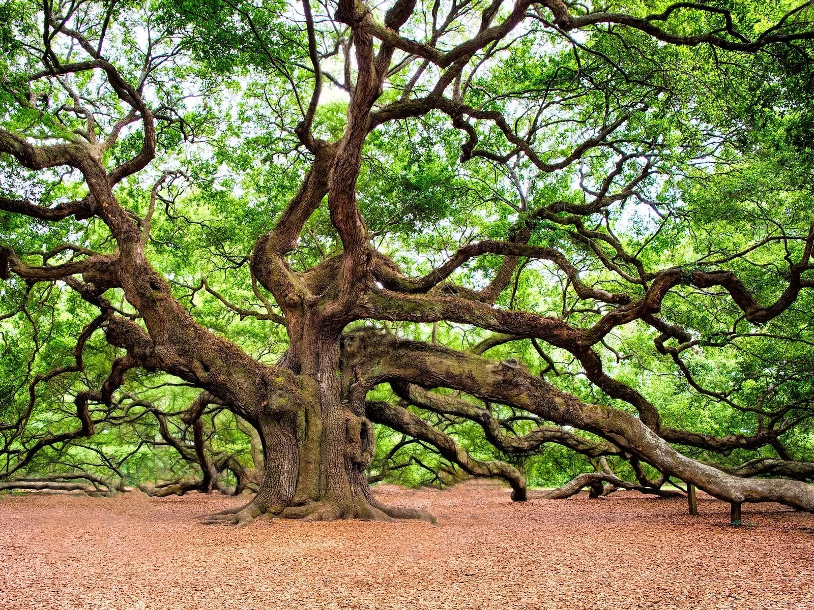 Oak Tree