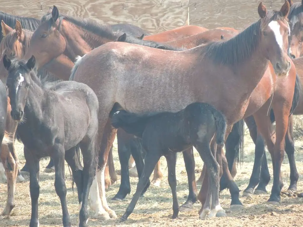 Bay rabicano horse