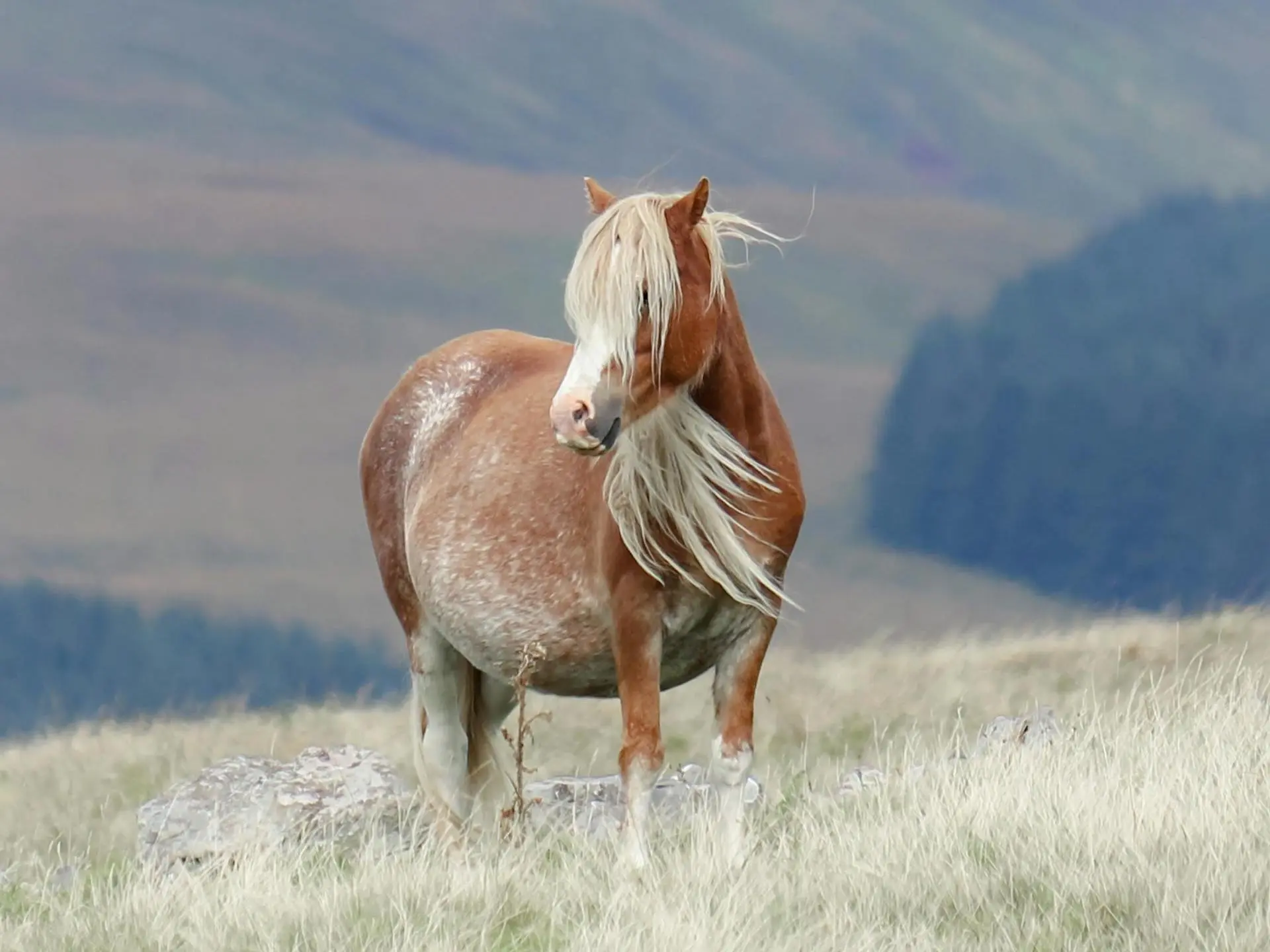 Red rabicano Horse