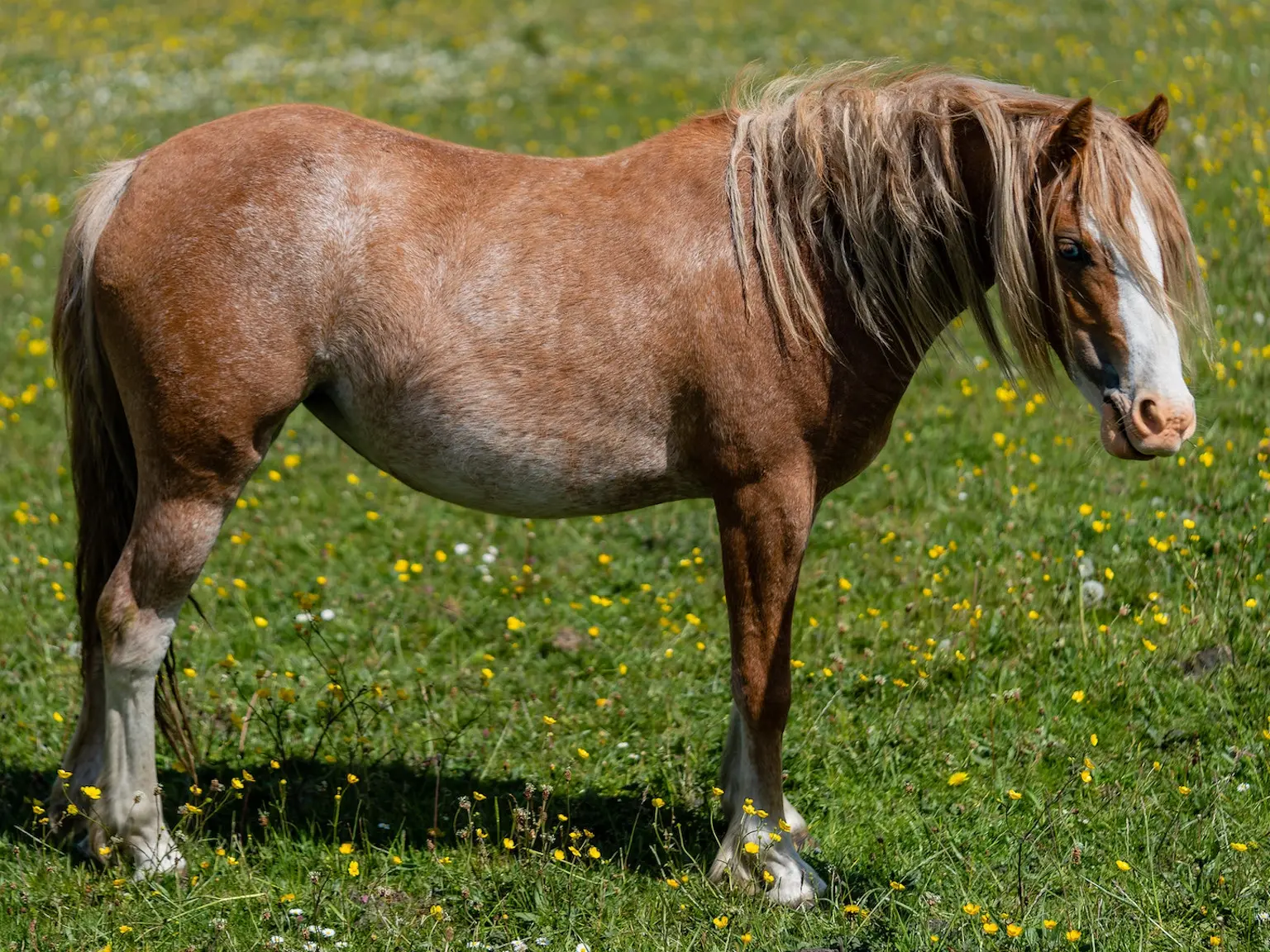 Rabicano Horse Coat White Patterns - The Equinest