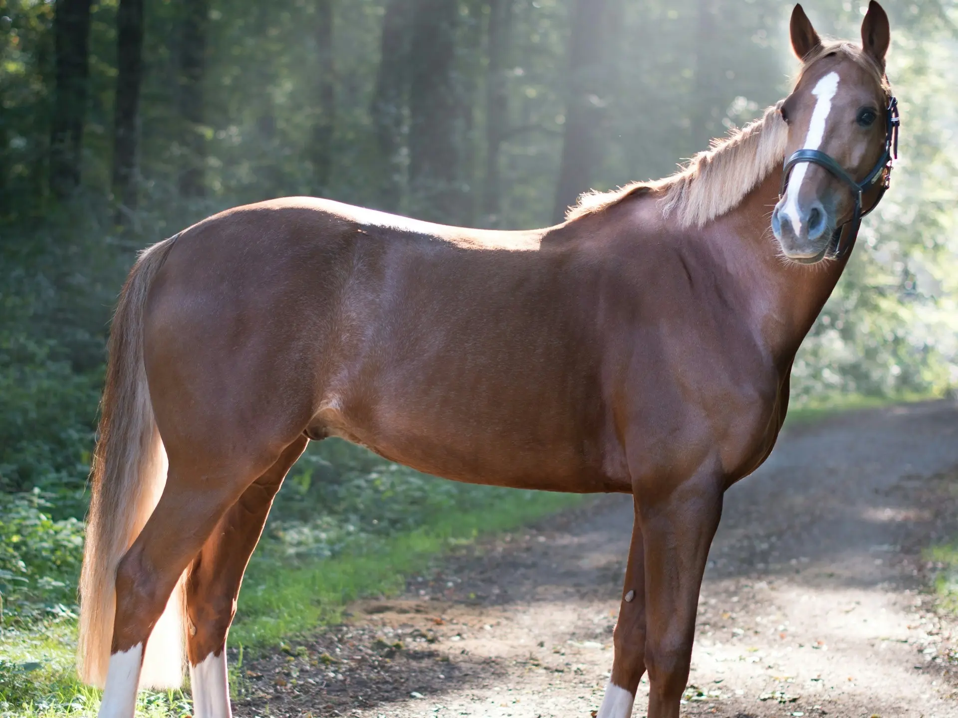 Chestnut rabicano horse