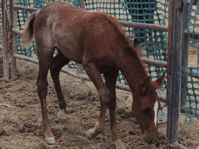 Chestnut rabicano horse