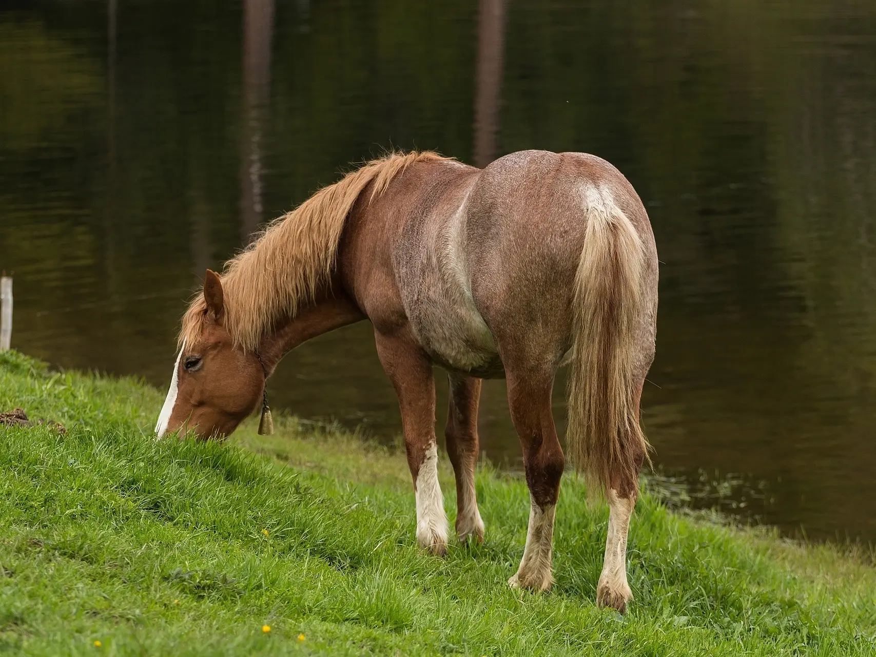 Chestnut rabicano horse