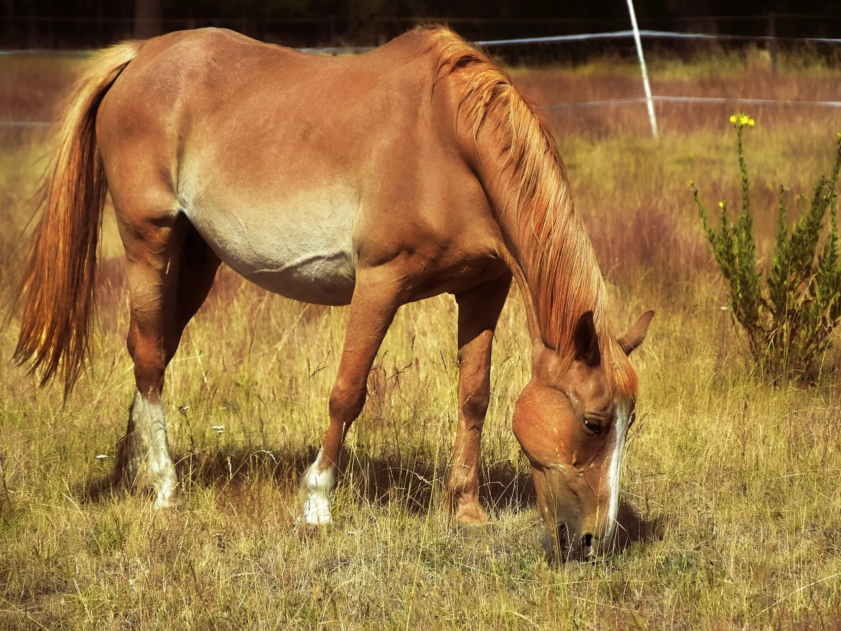 Chestnut rabicano horse