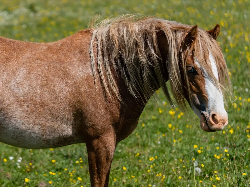 Horse Coat White Patterns - The Equinest