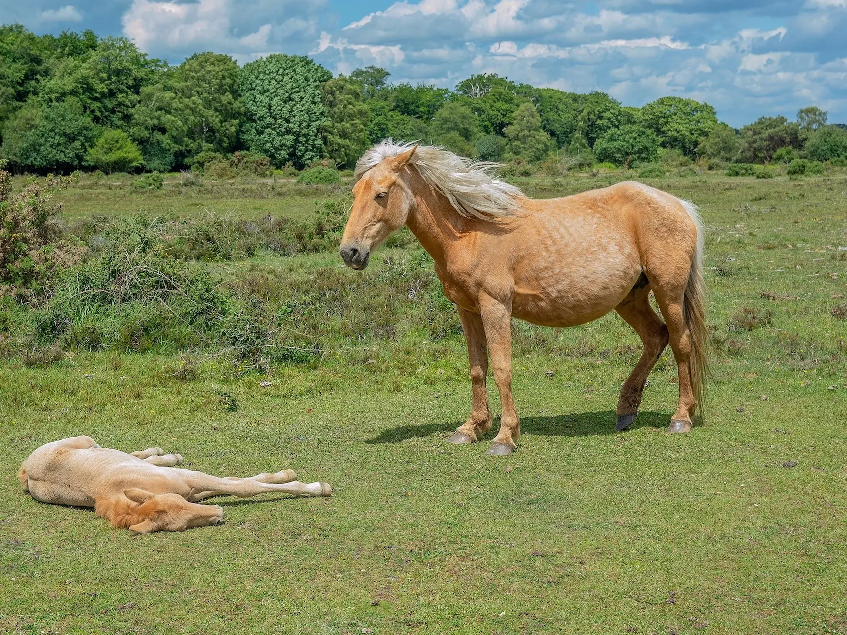 Palomino rabicano horse