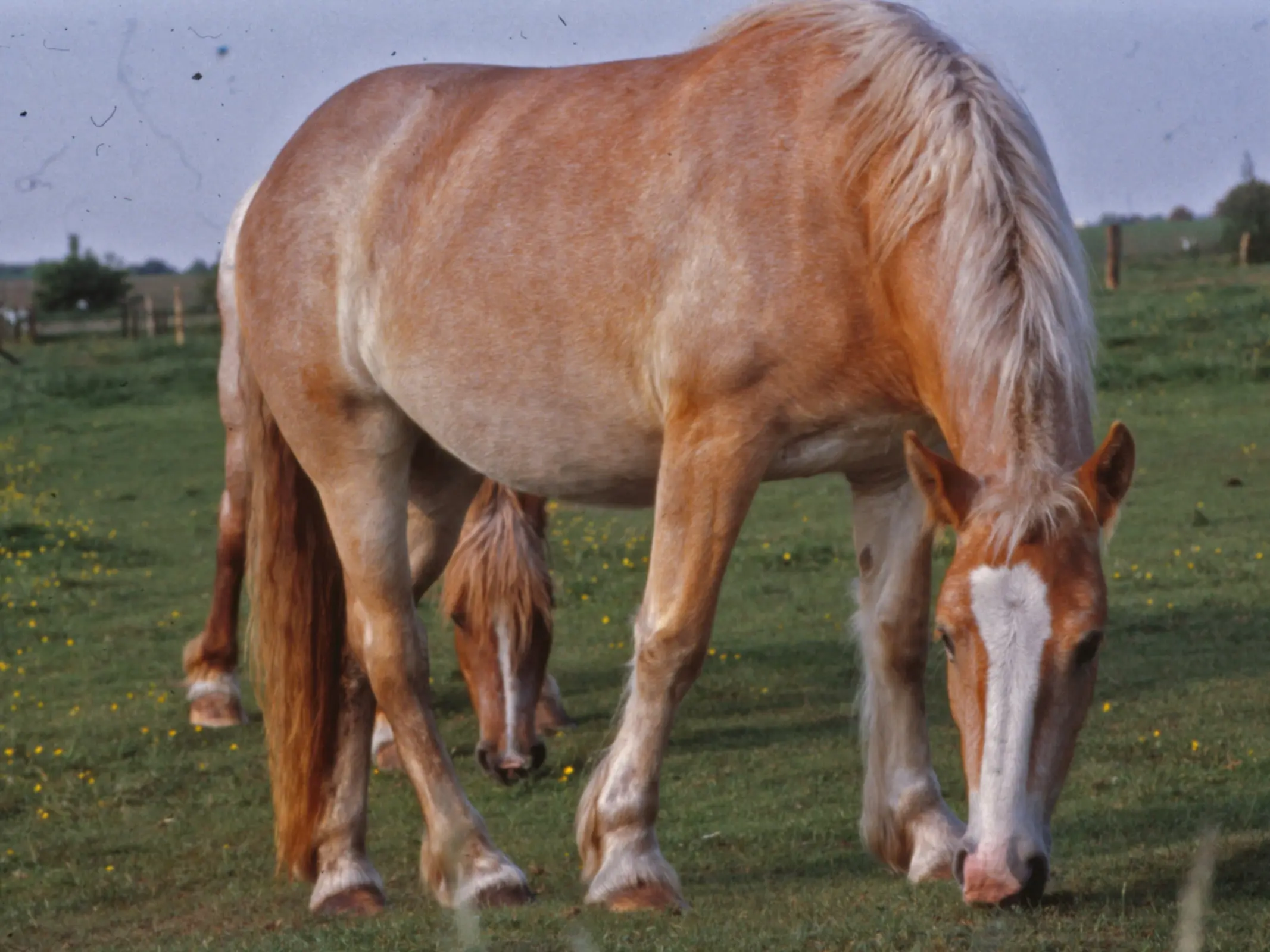 Palomino rabicano horse