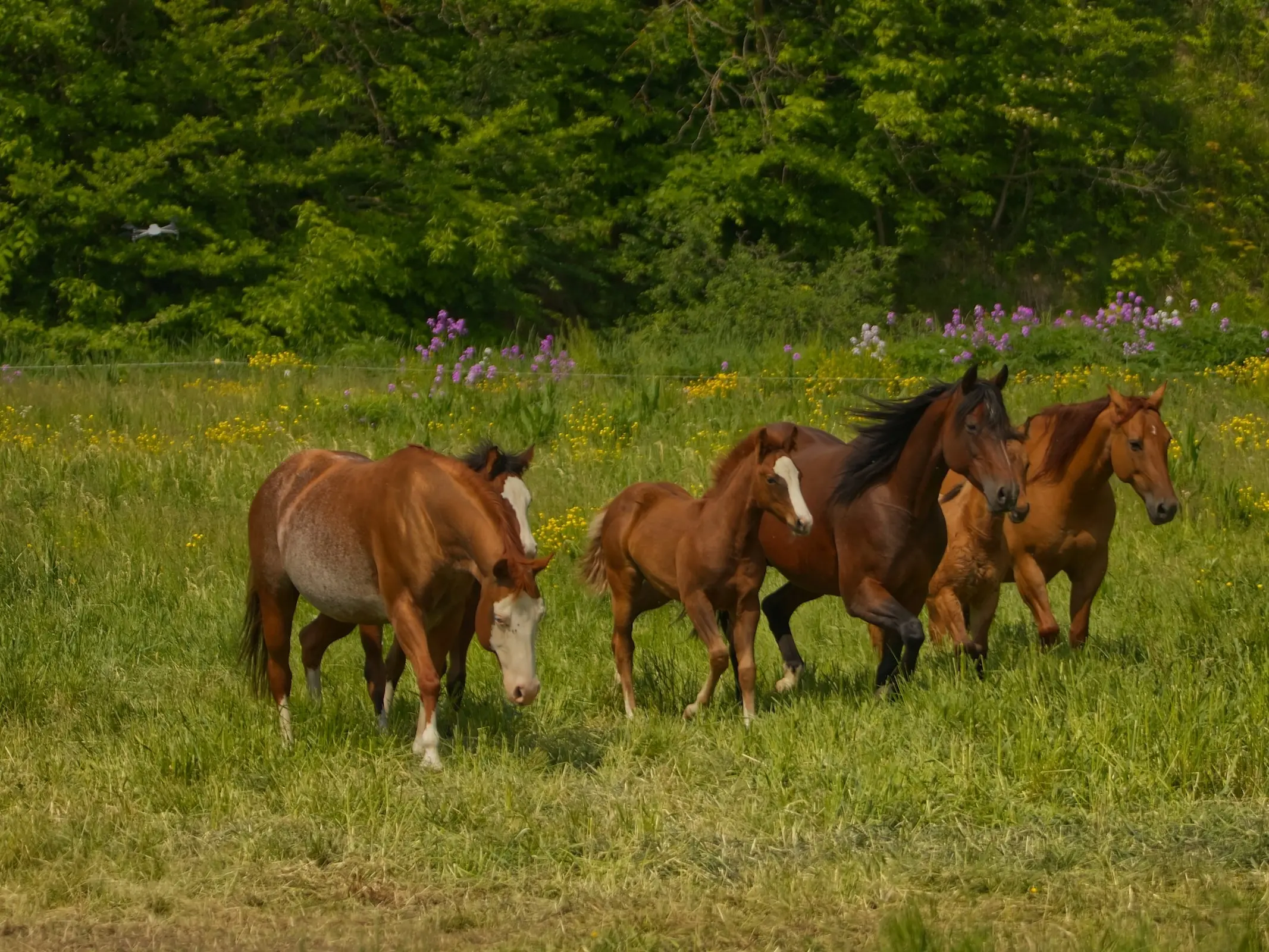 Chestnut rabicano horse