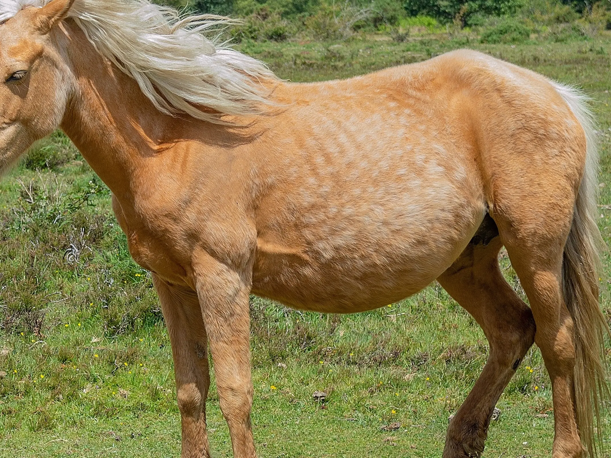 Rabicano horse with rib stripes