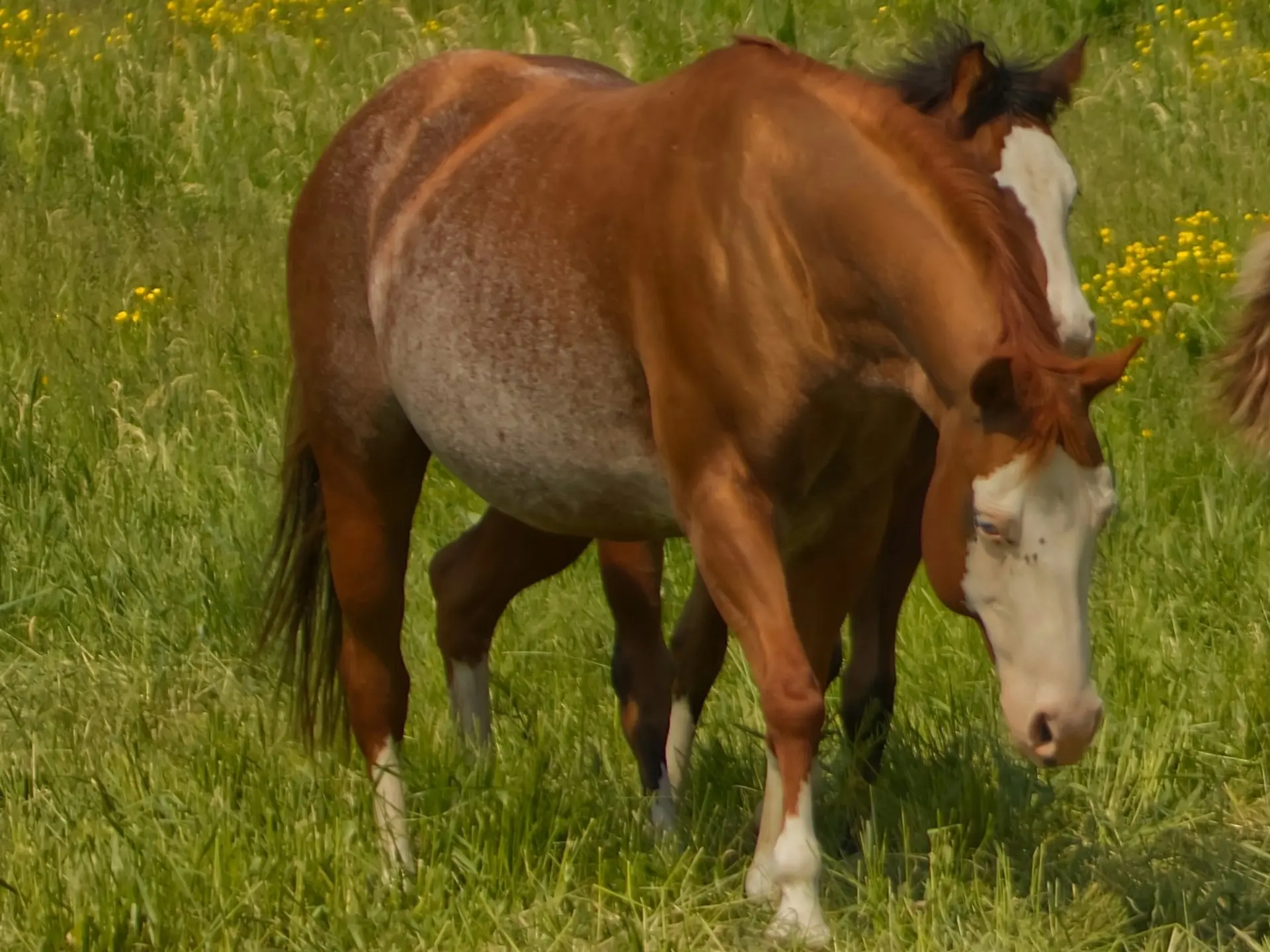 Rabicano Horse Coat White Patterns - The Equinest