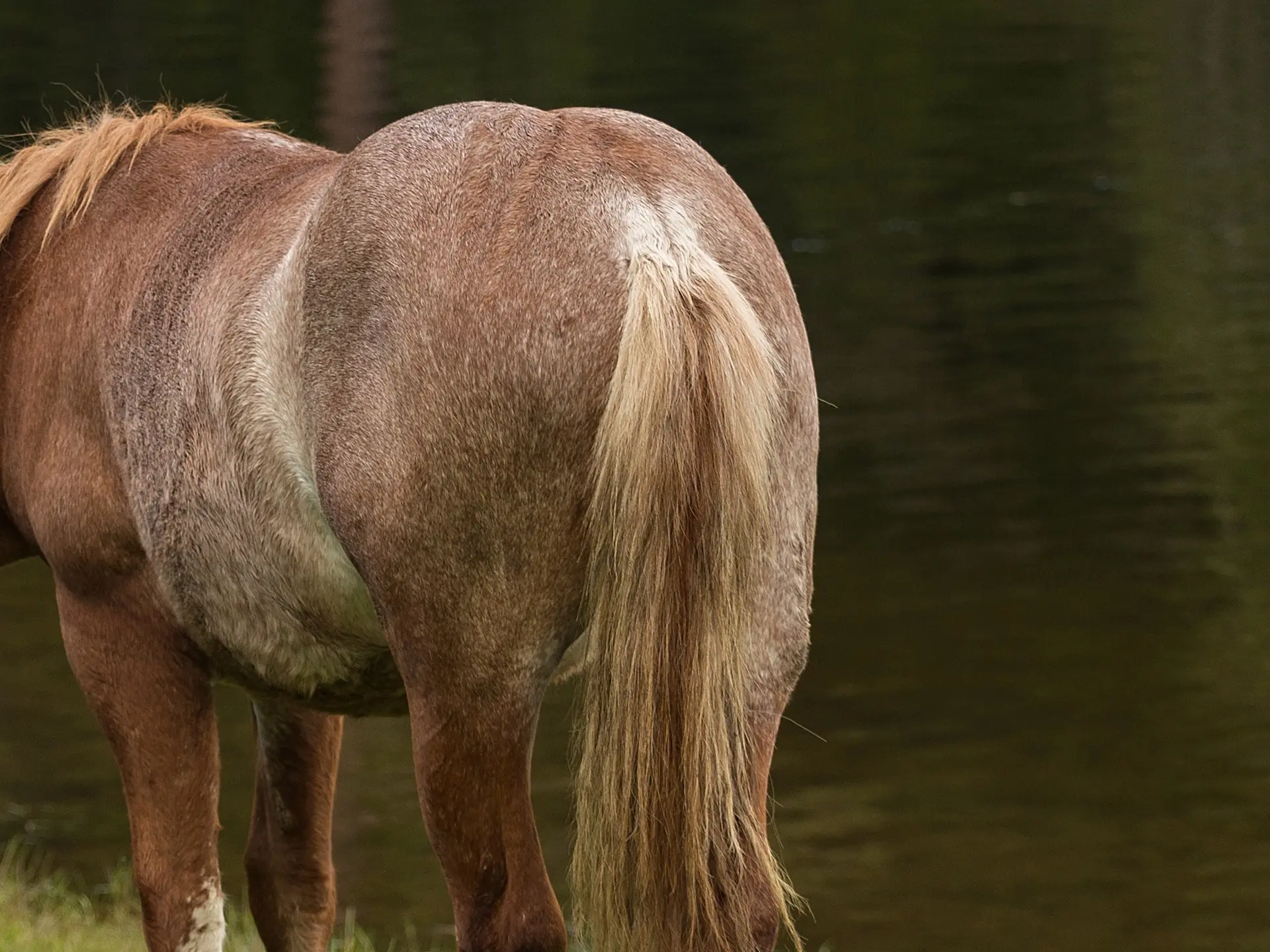 Rabicano horse with a skunk tail