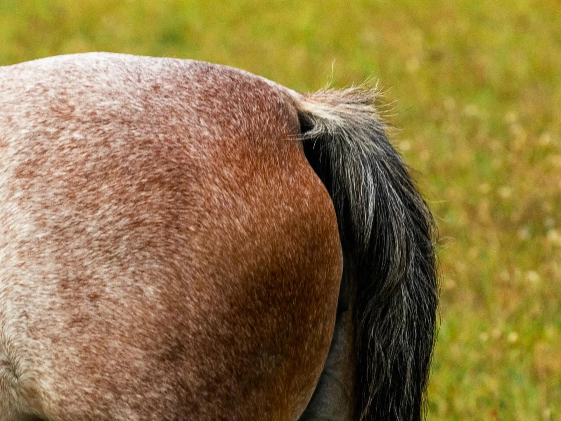 Rabicano horse with a skunk tail