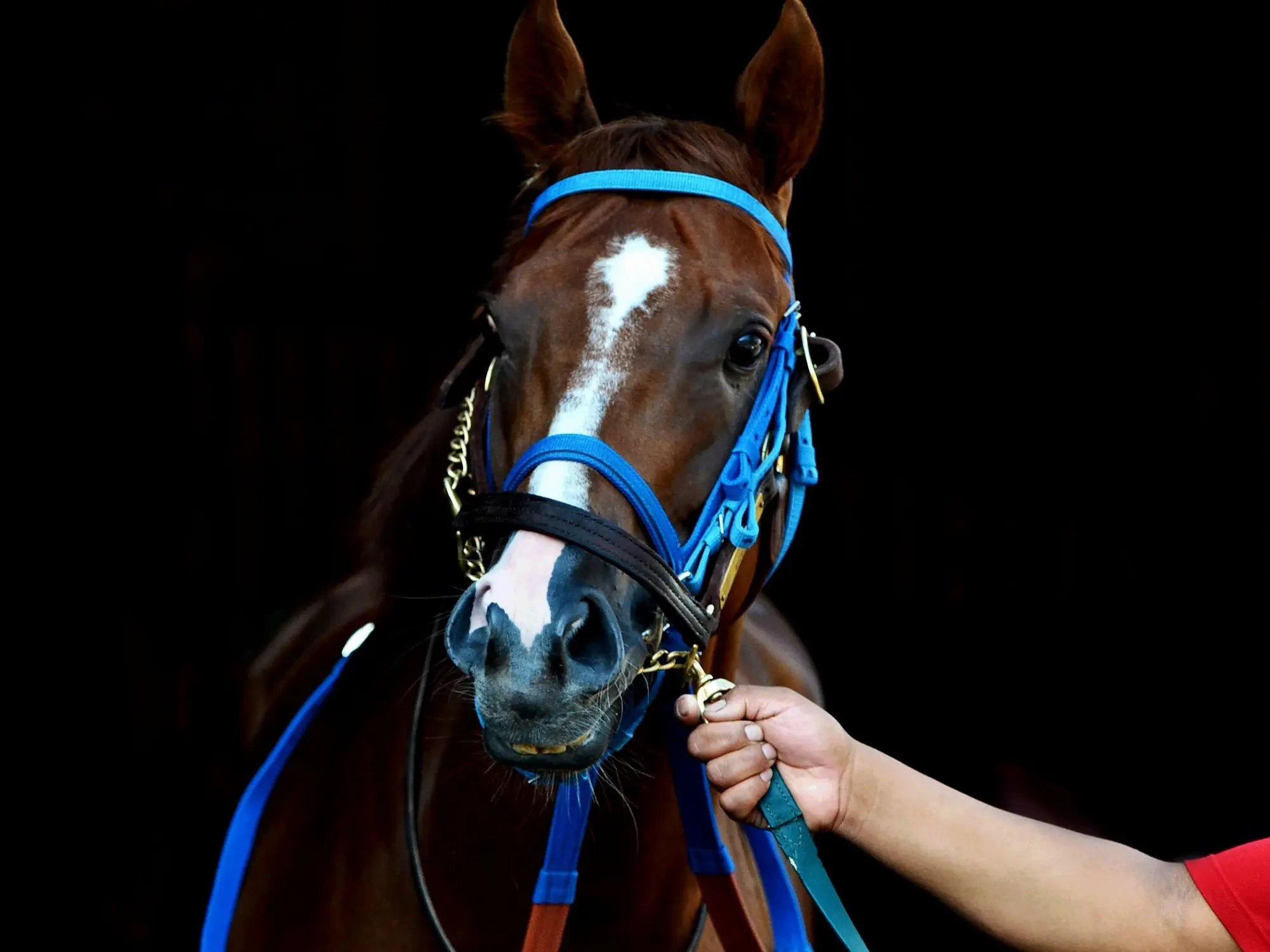 Stock image of a racehorse