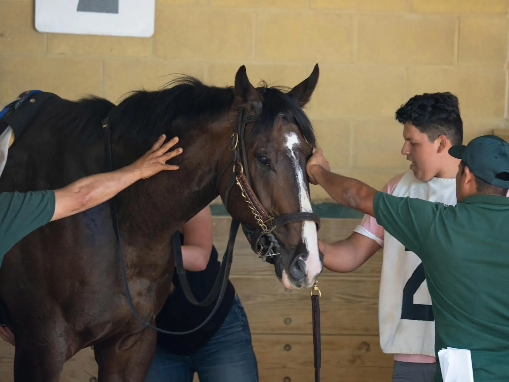 A group of people standing around a horse