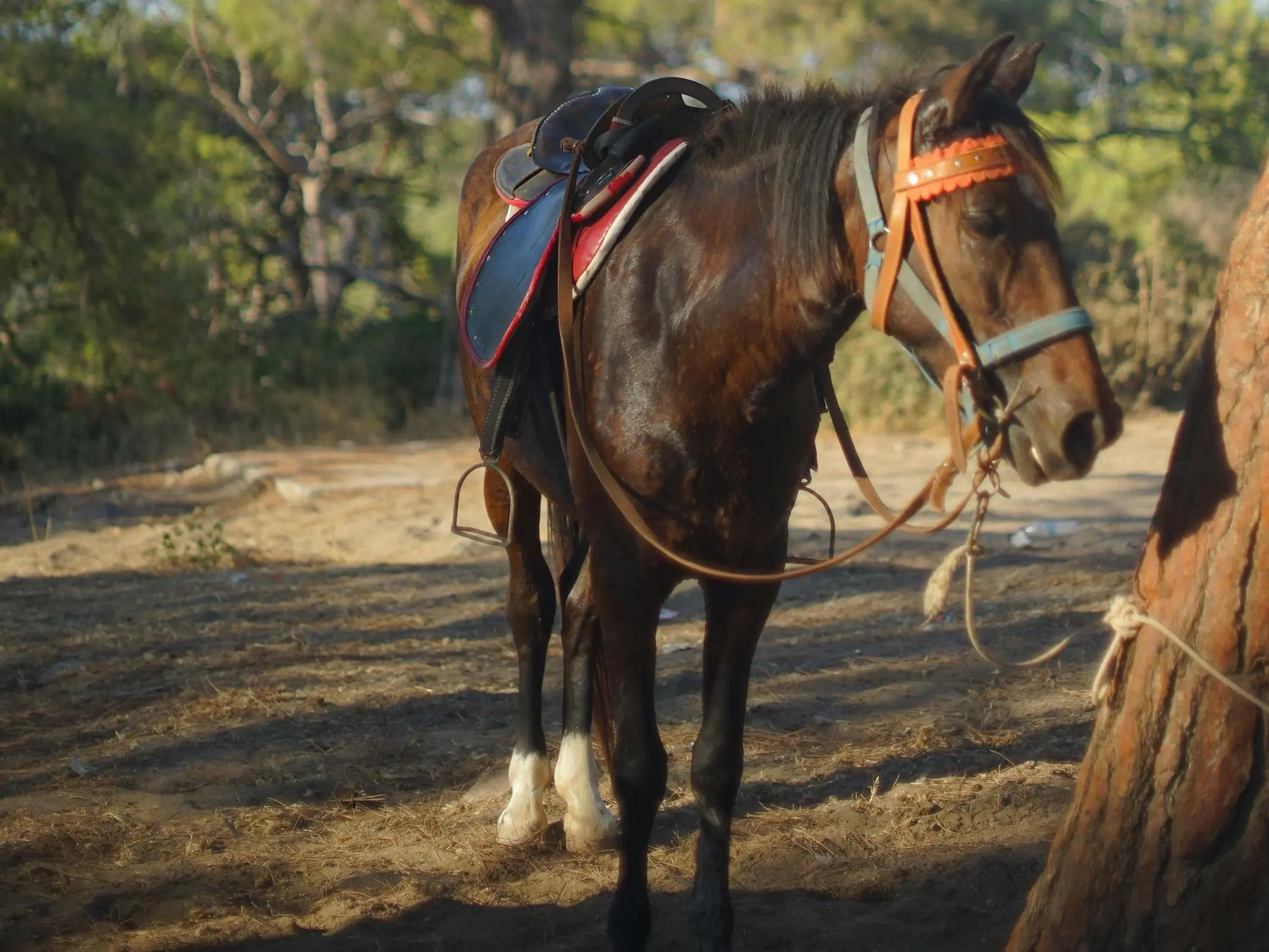 Rahvan Horse