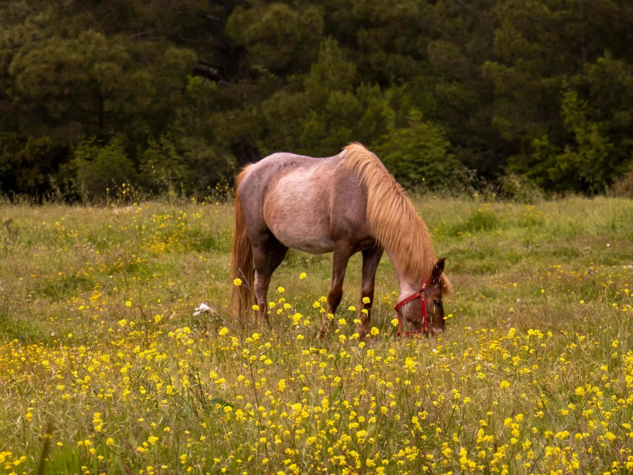 Rahvan Horse