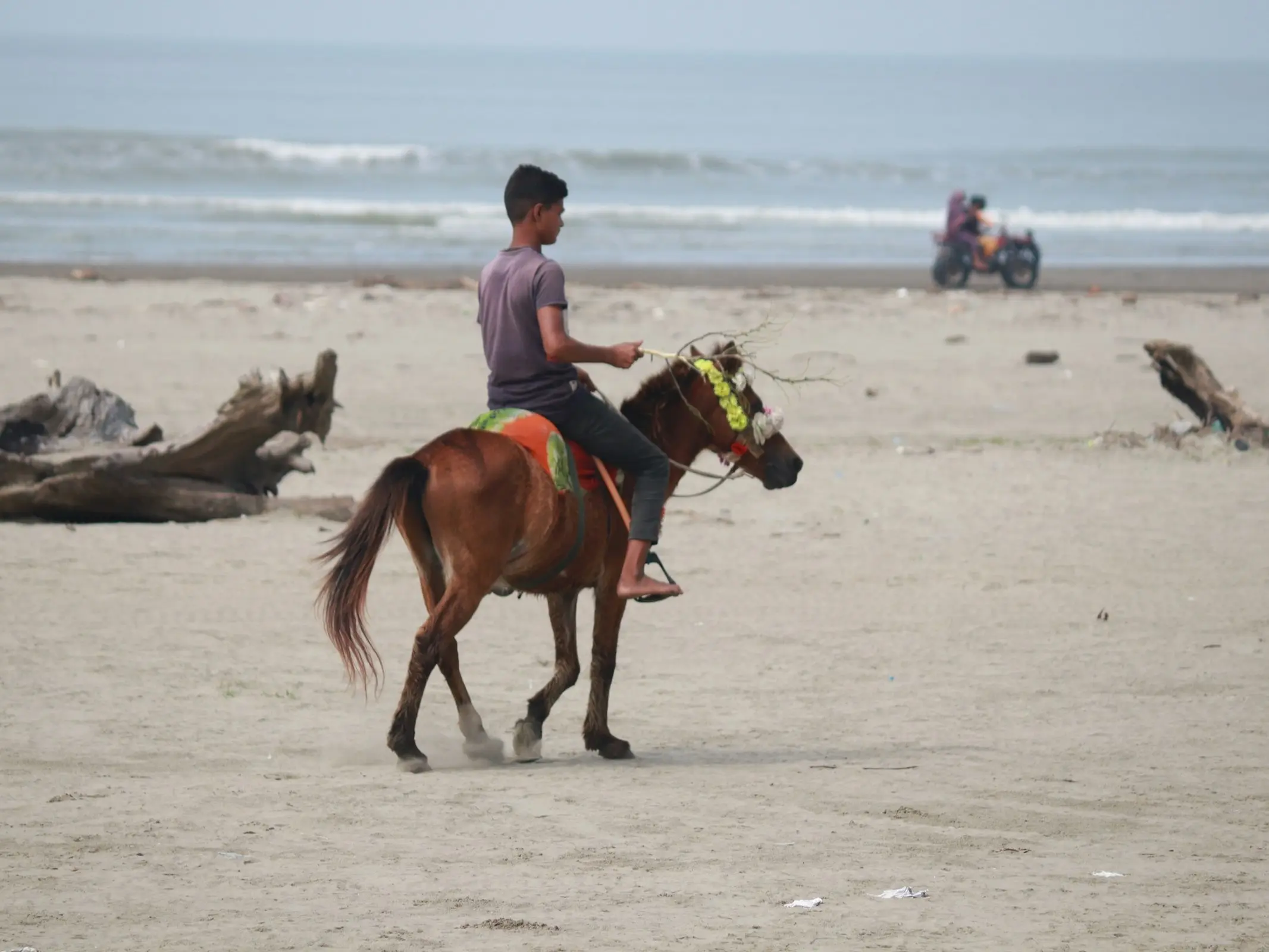 Rajshahi Pony