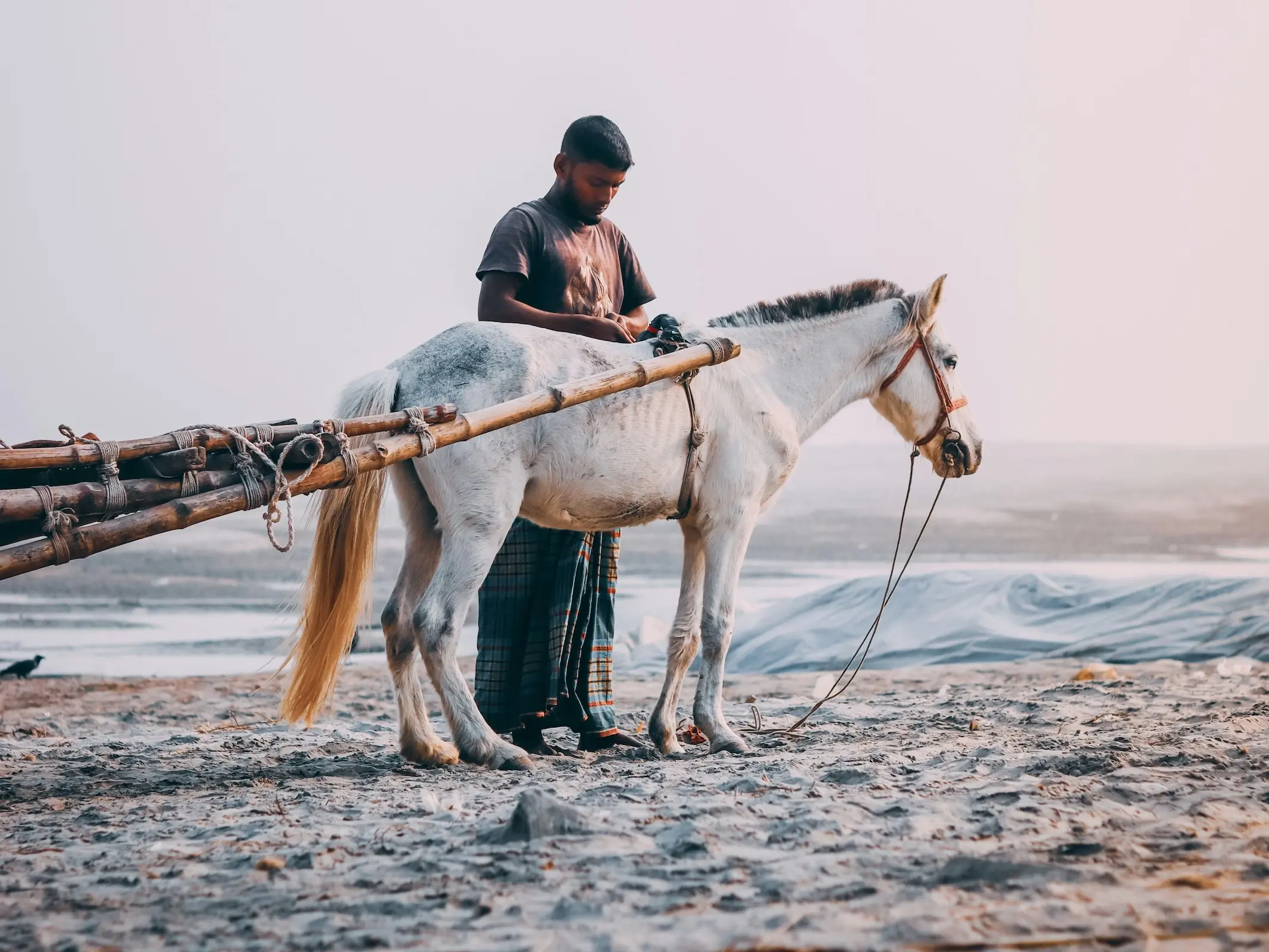 Rajshahi Pony