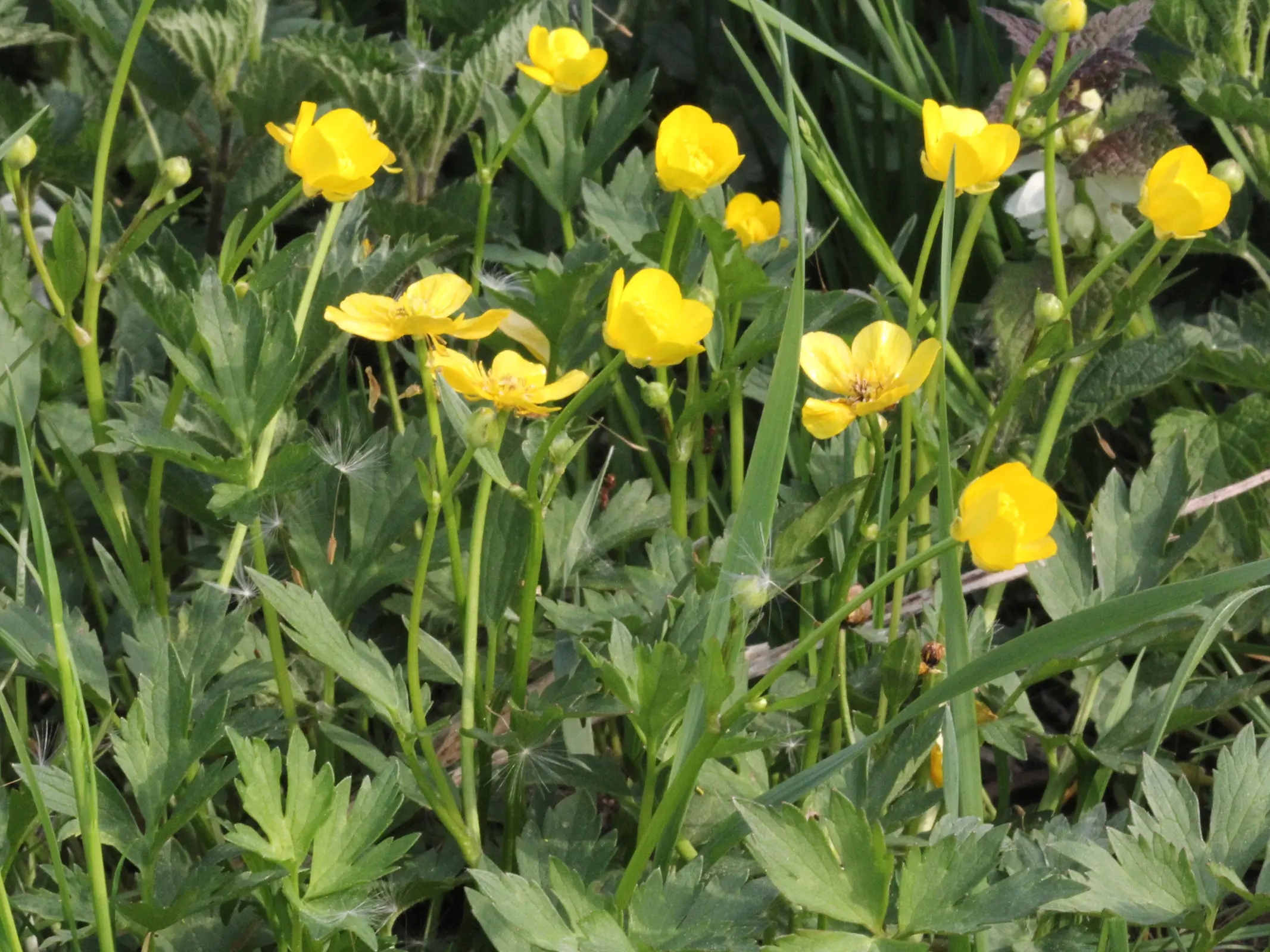 Creeping Buttercup