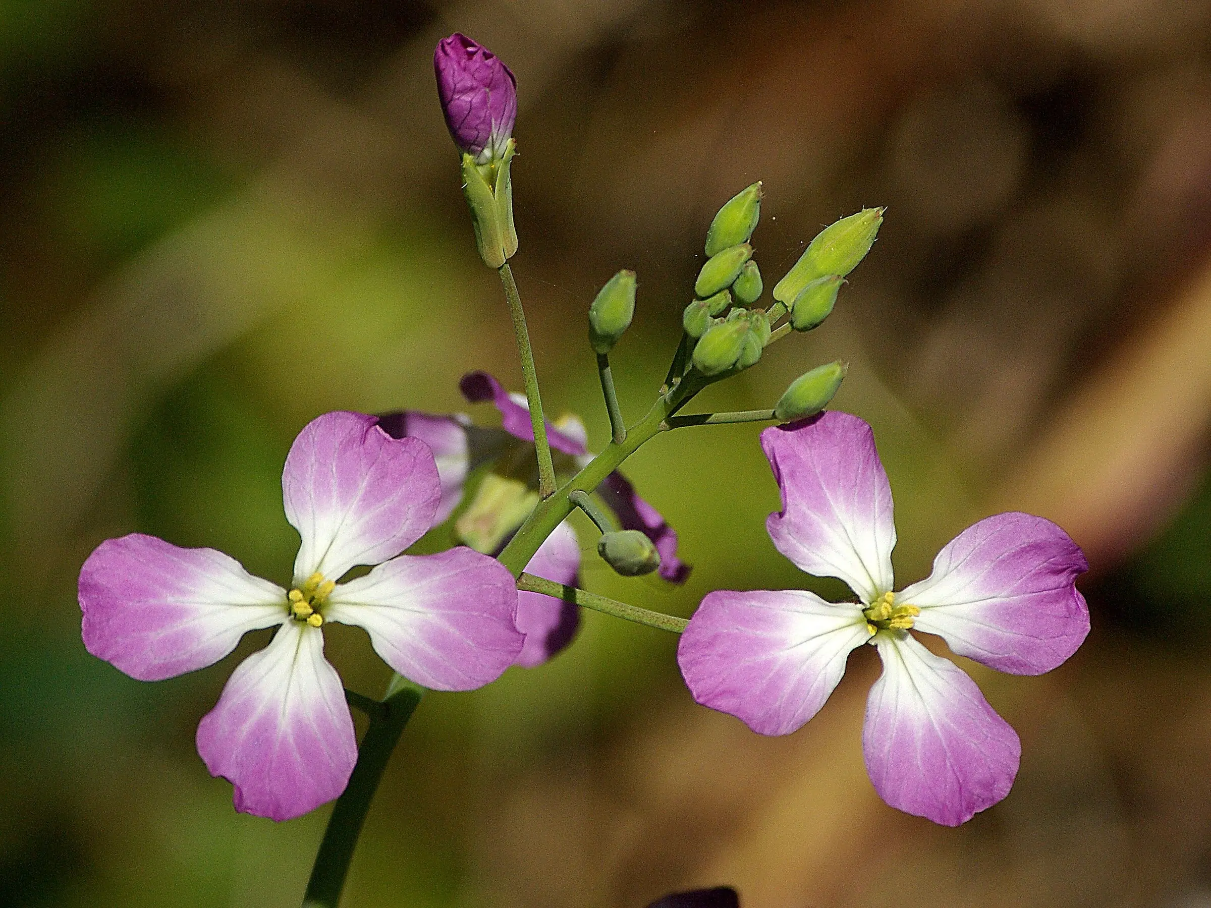 Wild Radish