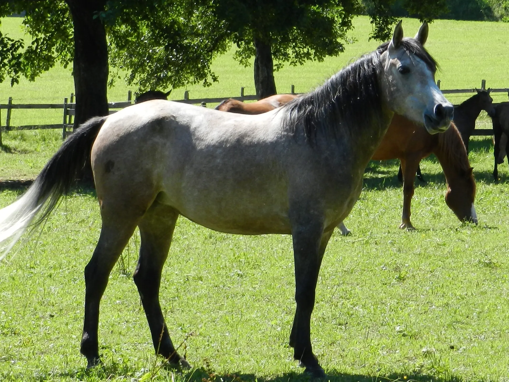 Horse with bend or spots