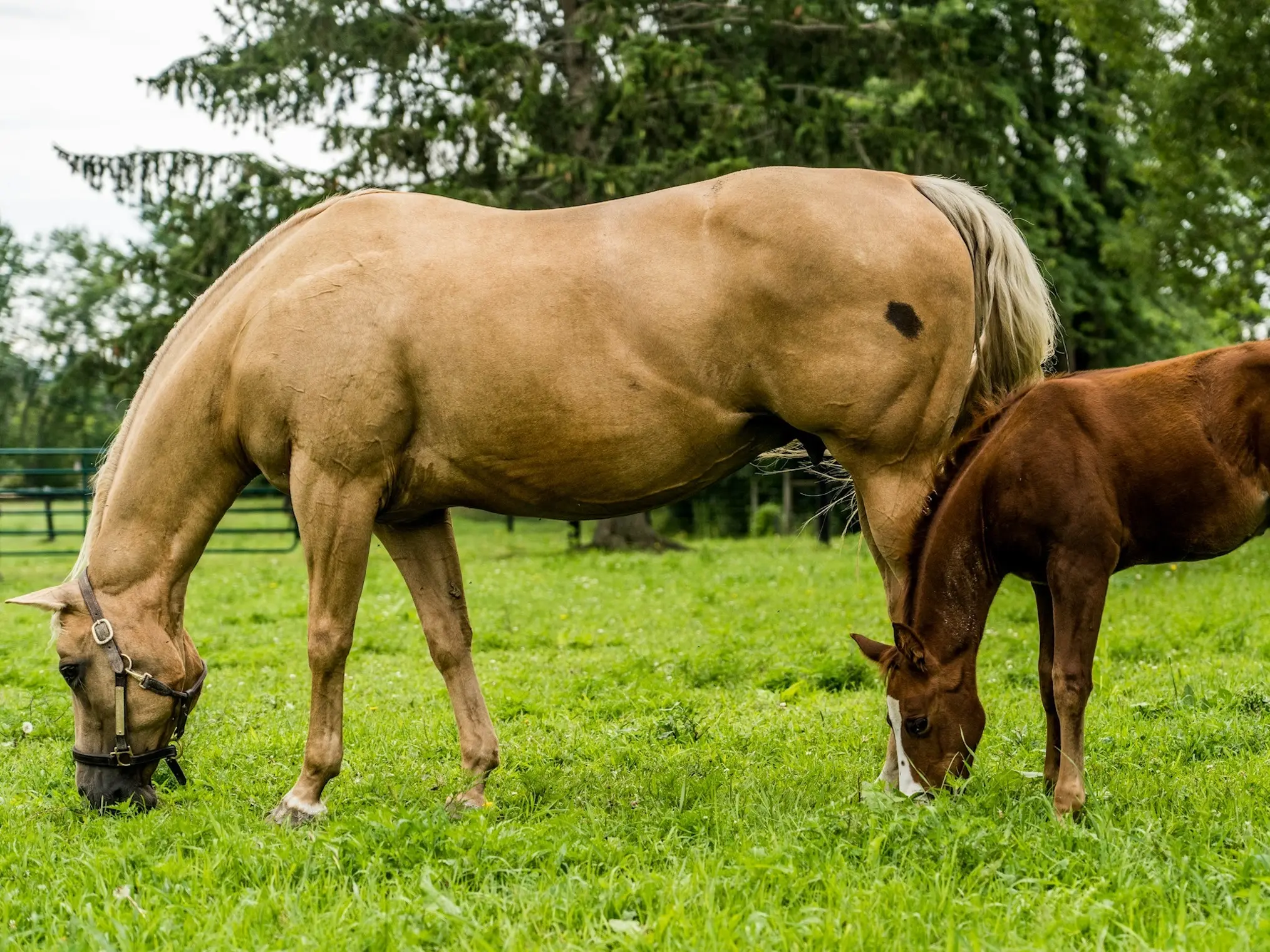 Horse with bend or spots